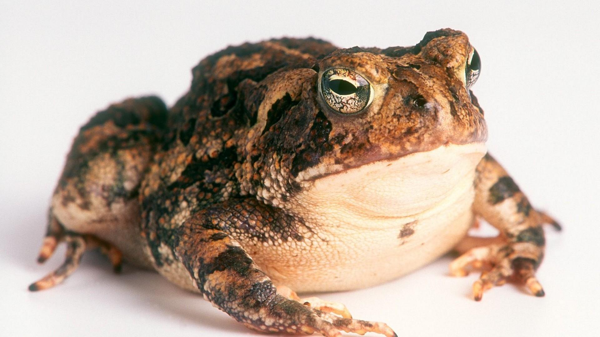 amphibians toads wallpapers High Quality Wallpapers