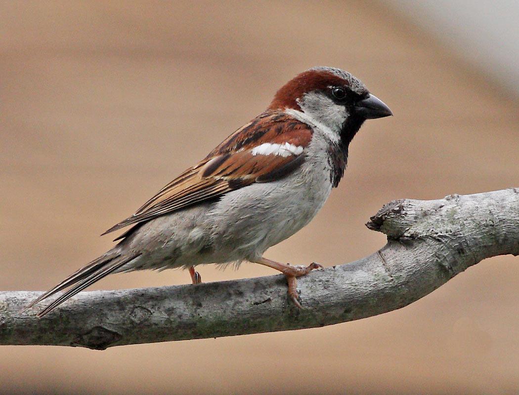 Free Download Wallpapers HD : sparrow bird high resolution full hd