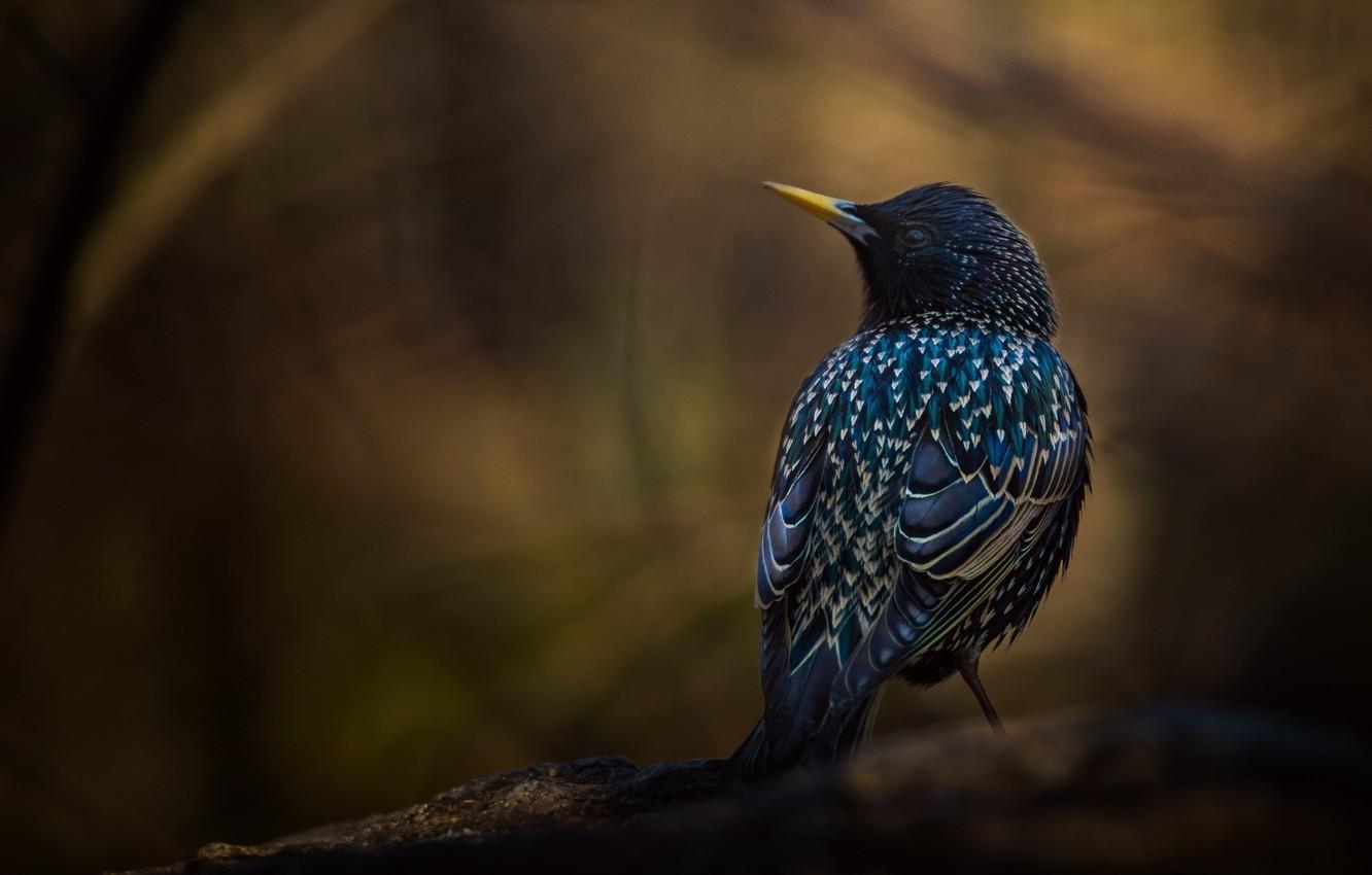 Wallpapers background, bird, branch, Starling image for