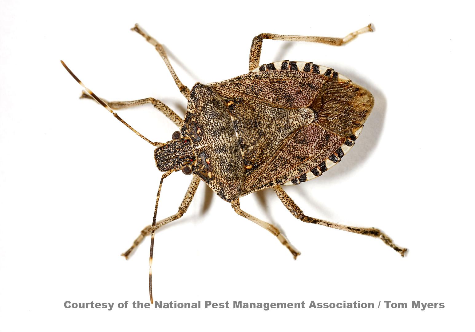 Stink Bug wallpapers, Animal, HQ Stink Bug pictures