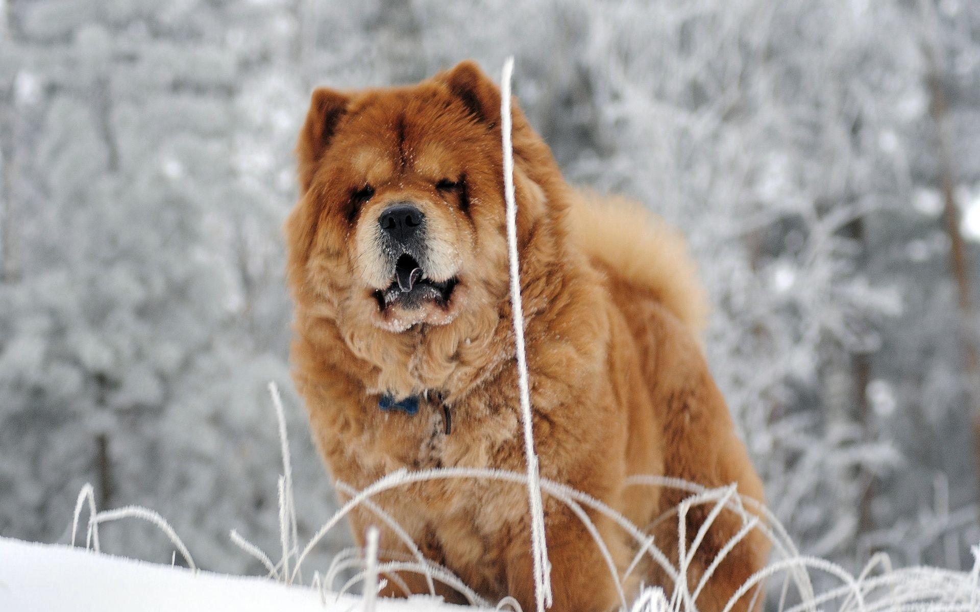 Chow Chow HD Wallpapers