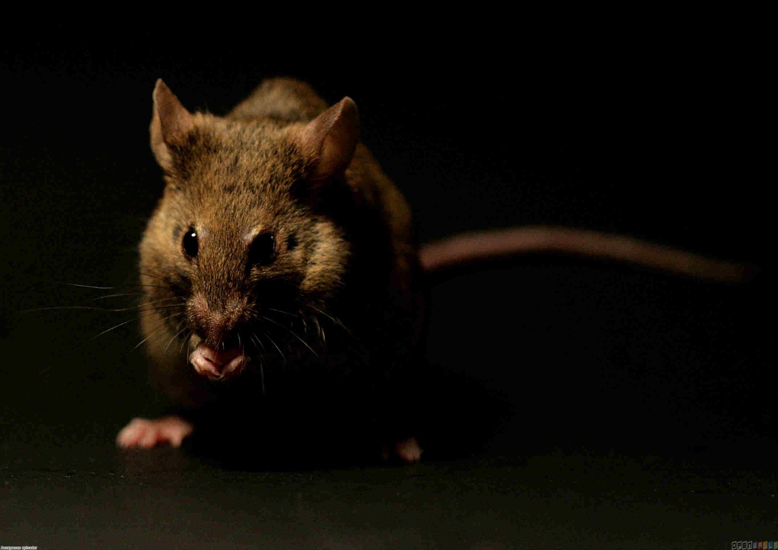 Rat Wallpapers Image Group