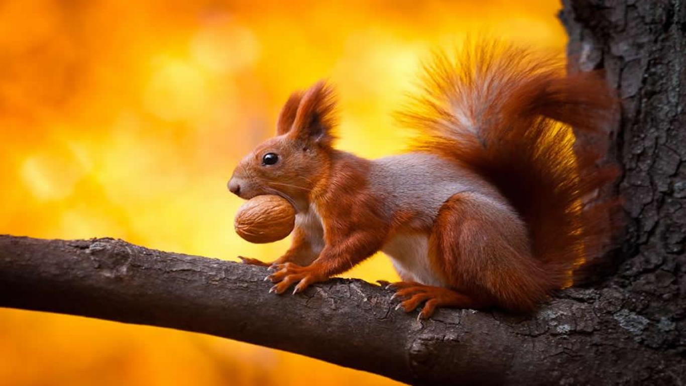 Memes For > Funny Squirrel Wallpapers