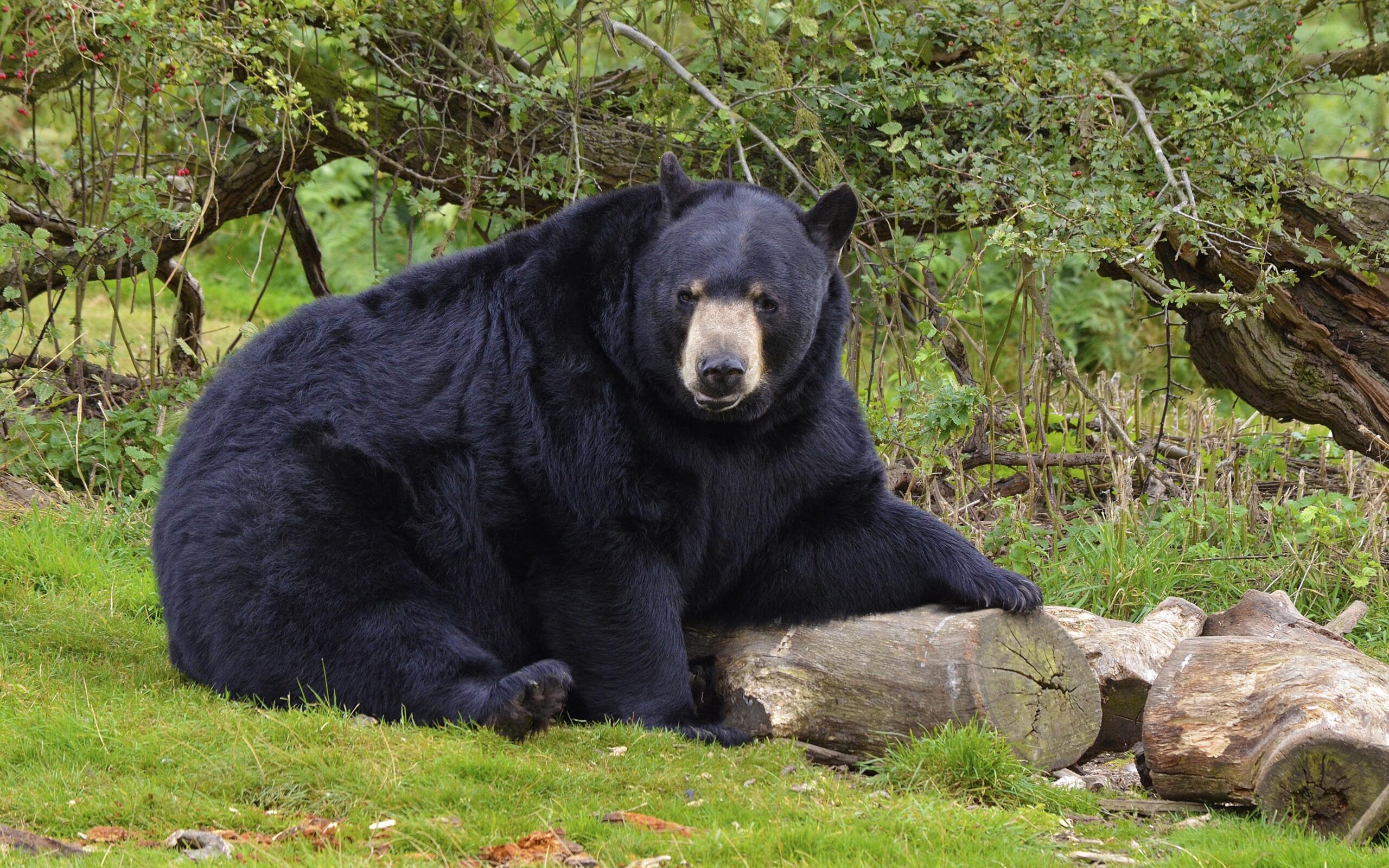 Download wallpapers bear, black bear, forest 4k