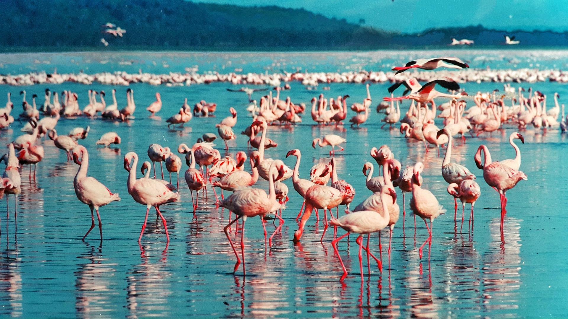 Lake Nakuru Express Tour