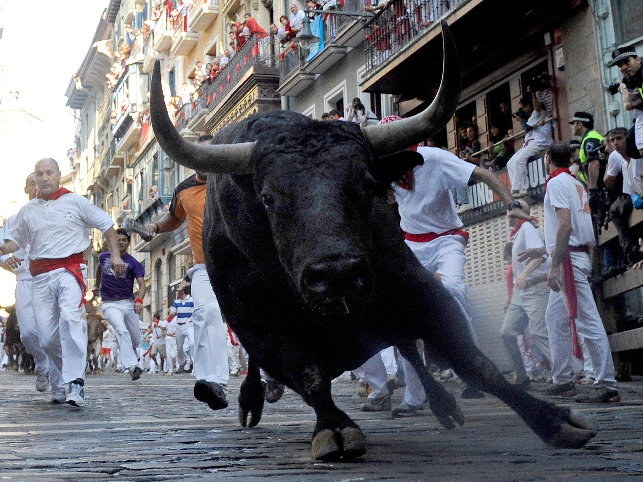 Bull running