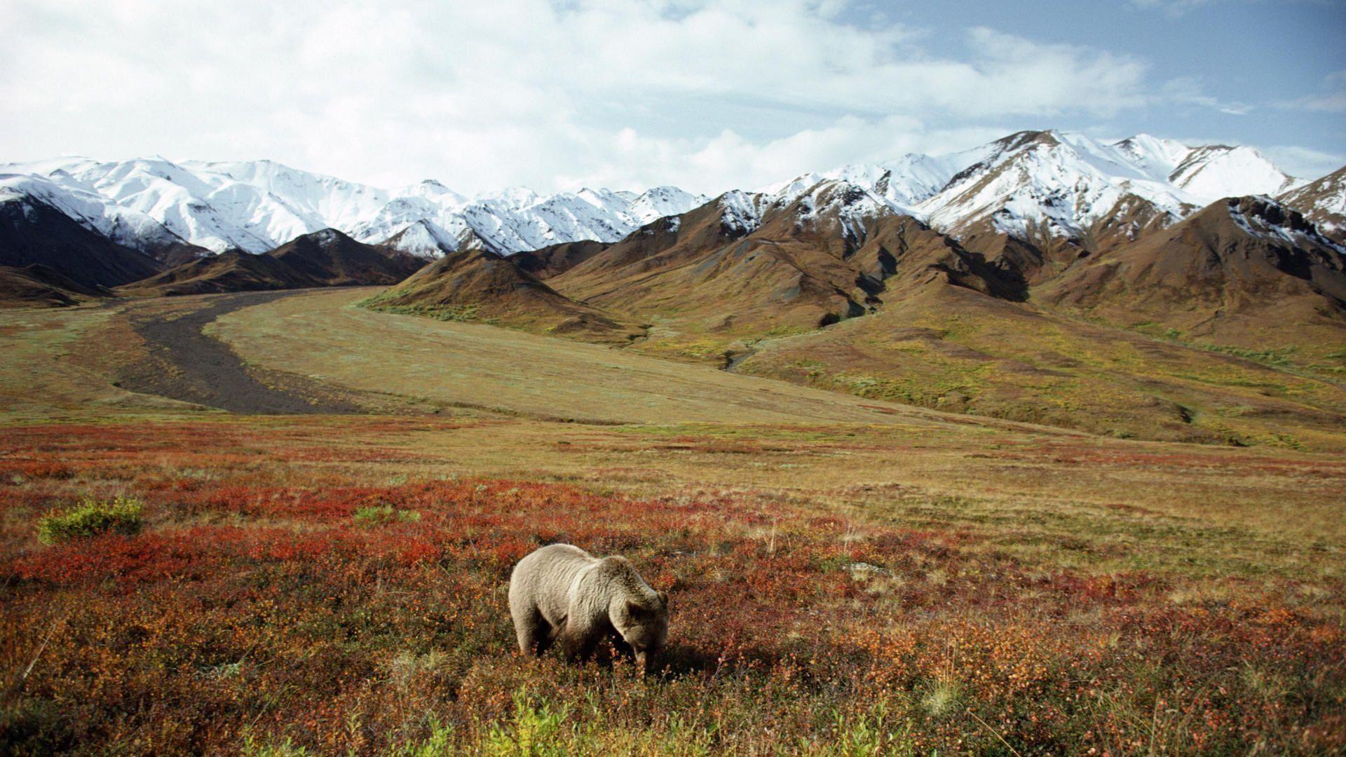 Grizzly Bear In Denali National Park Alaska