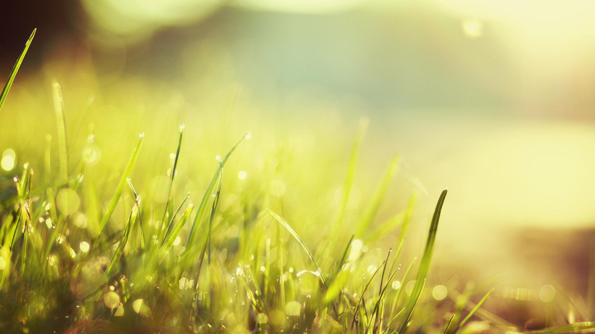 Grass Wallpapers HD