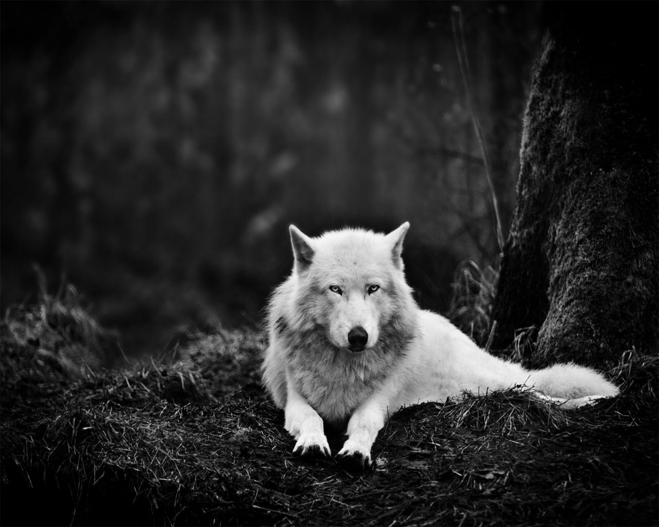 White Wolf in the Wild desktop PC and Mac wallpapers