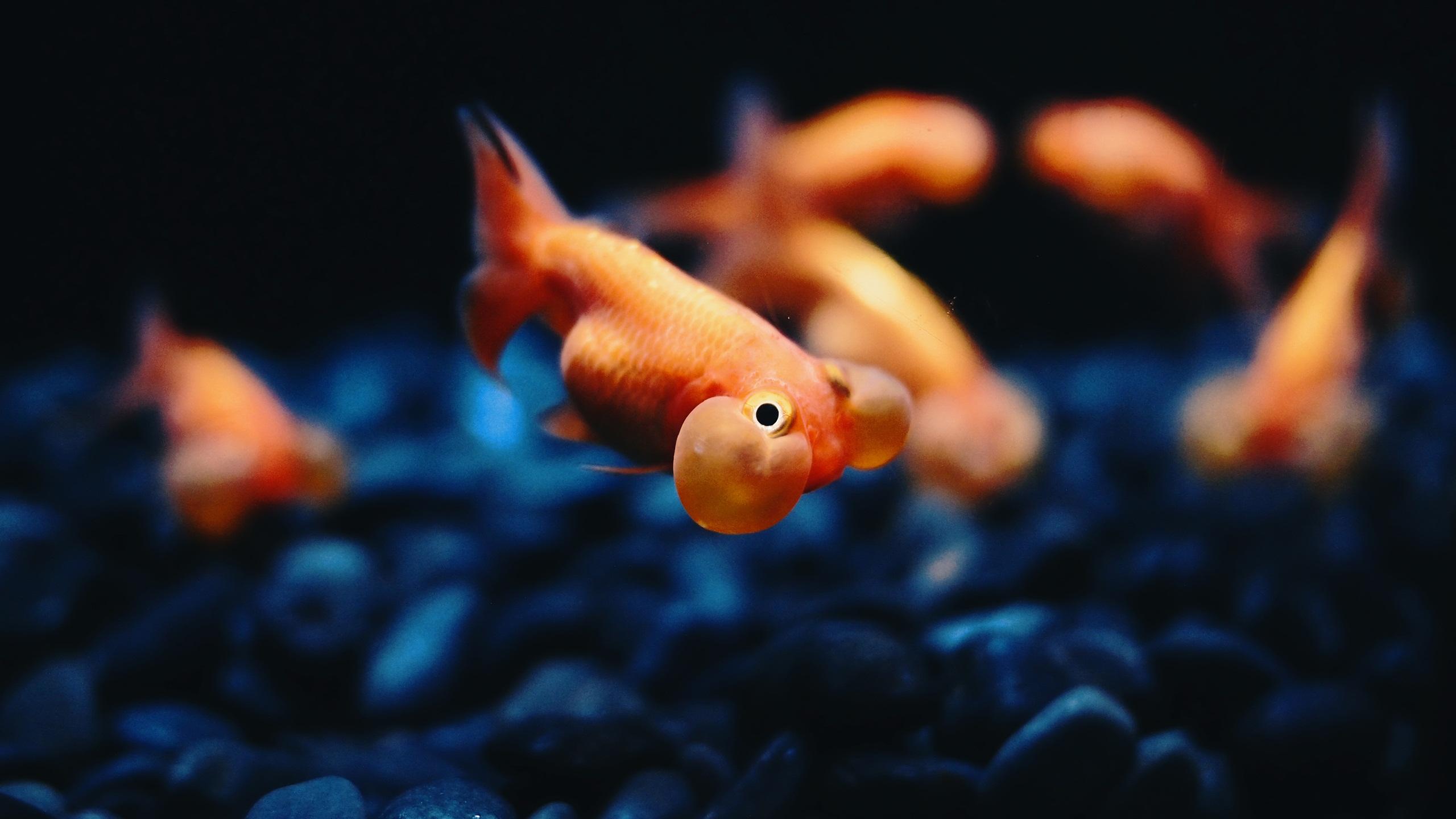 Goldfish Backgrounds Wallpapers 11114