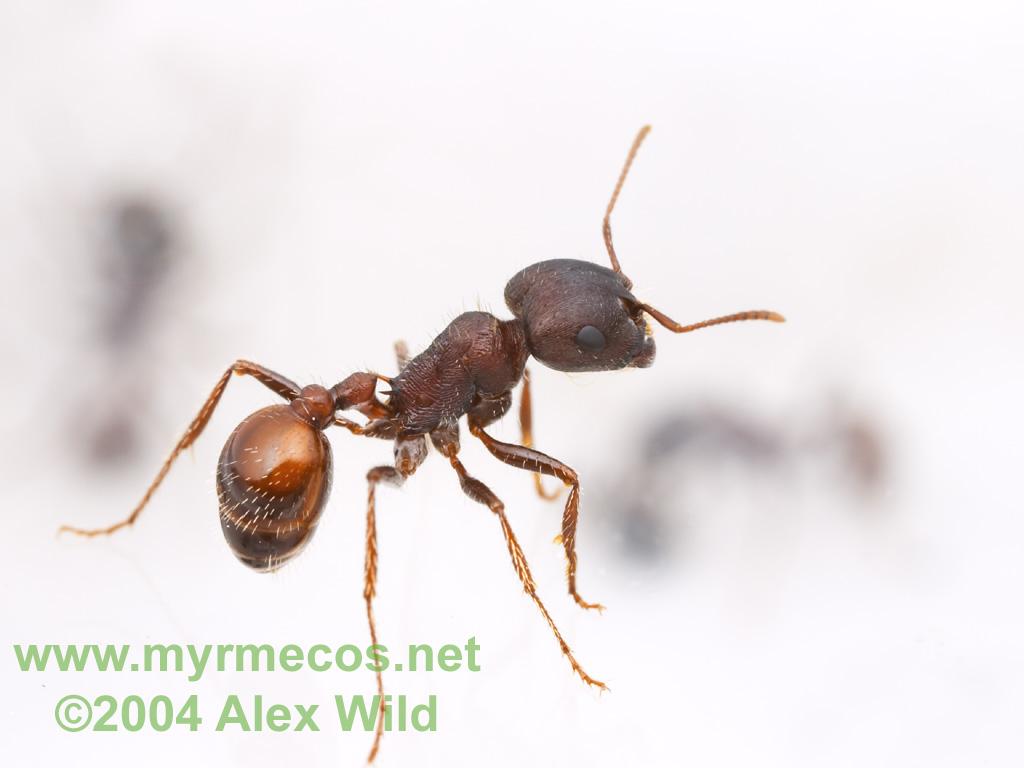 Ant Wallpapers…