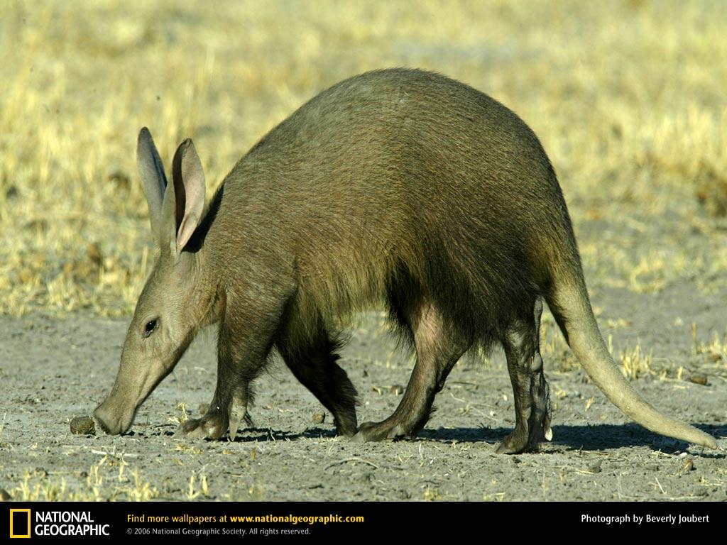 aardvark Wallpapers