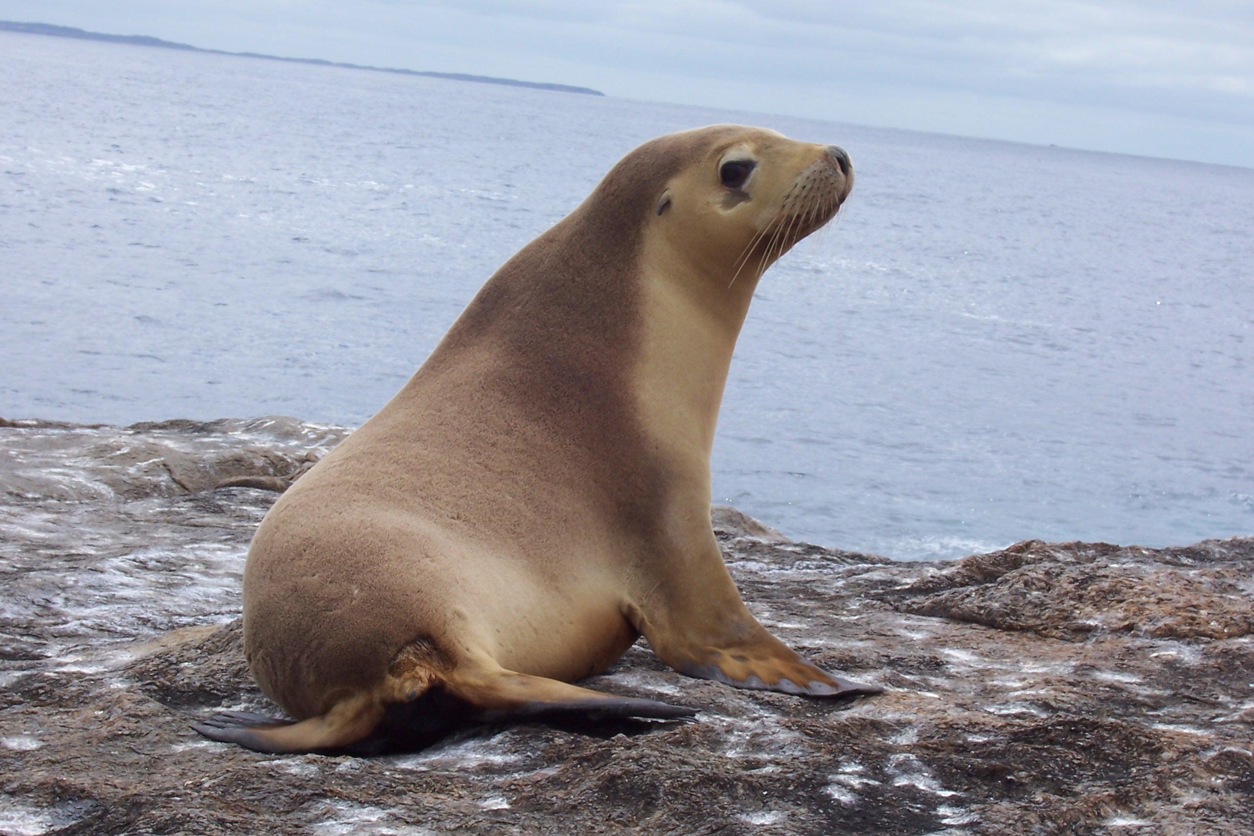 Eared seal