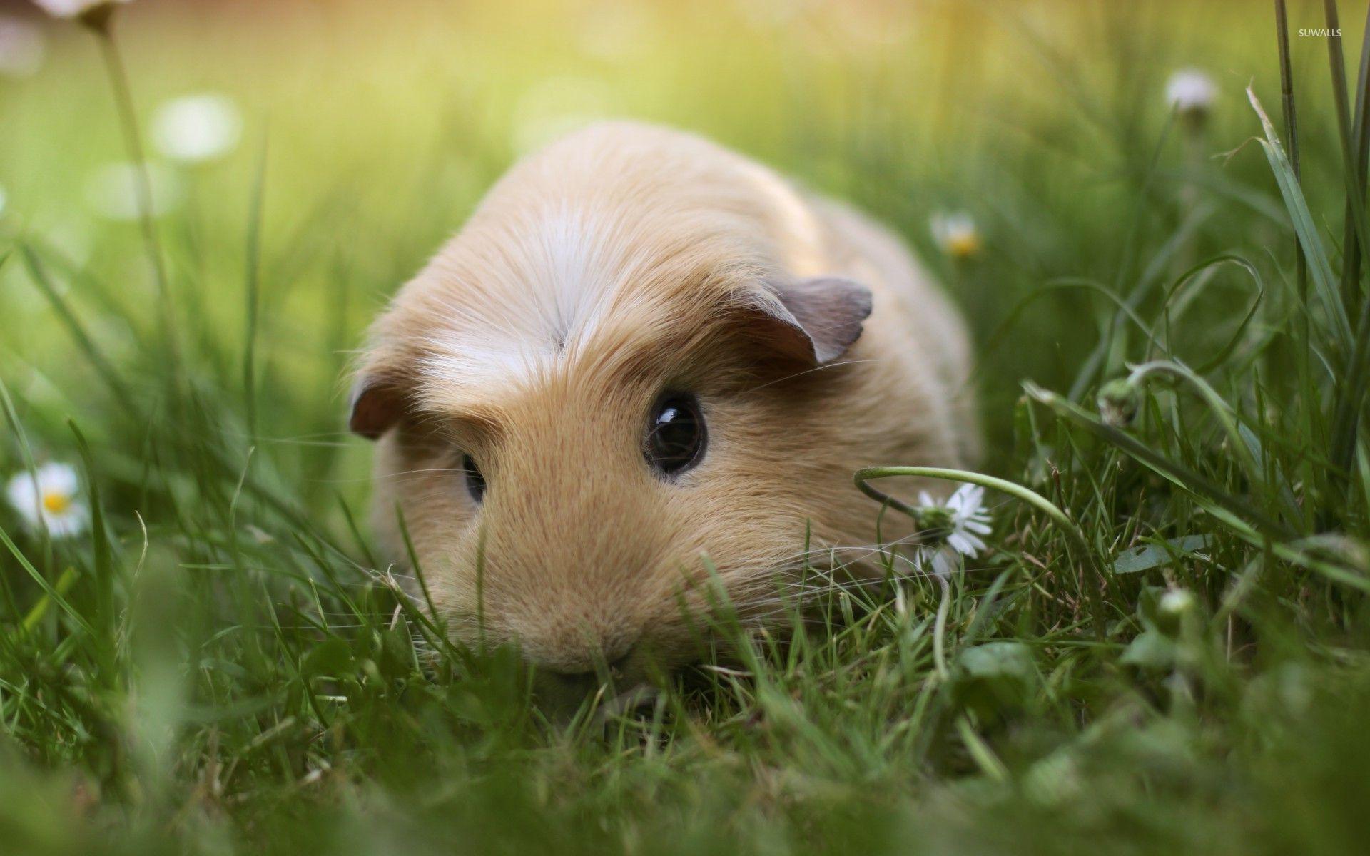 Guinea pigs wallpapers