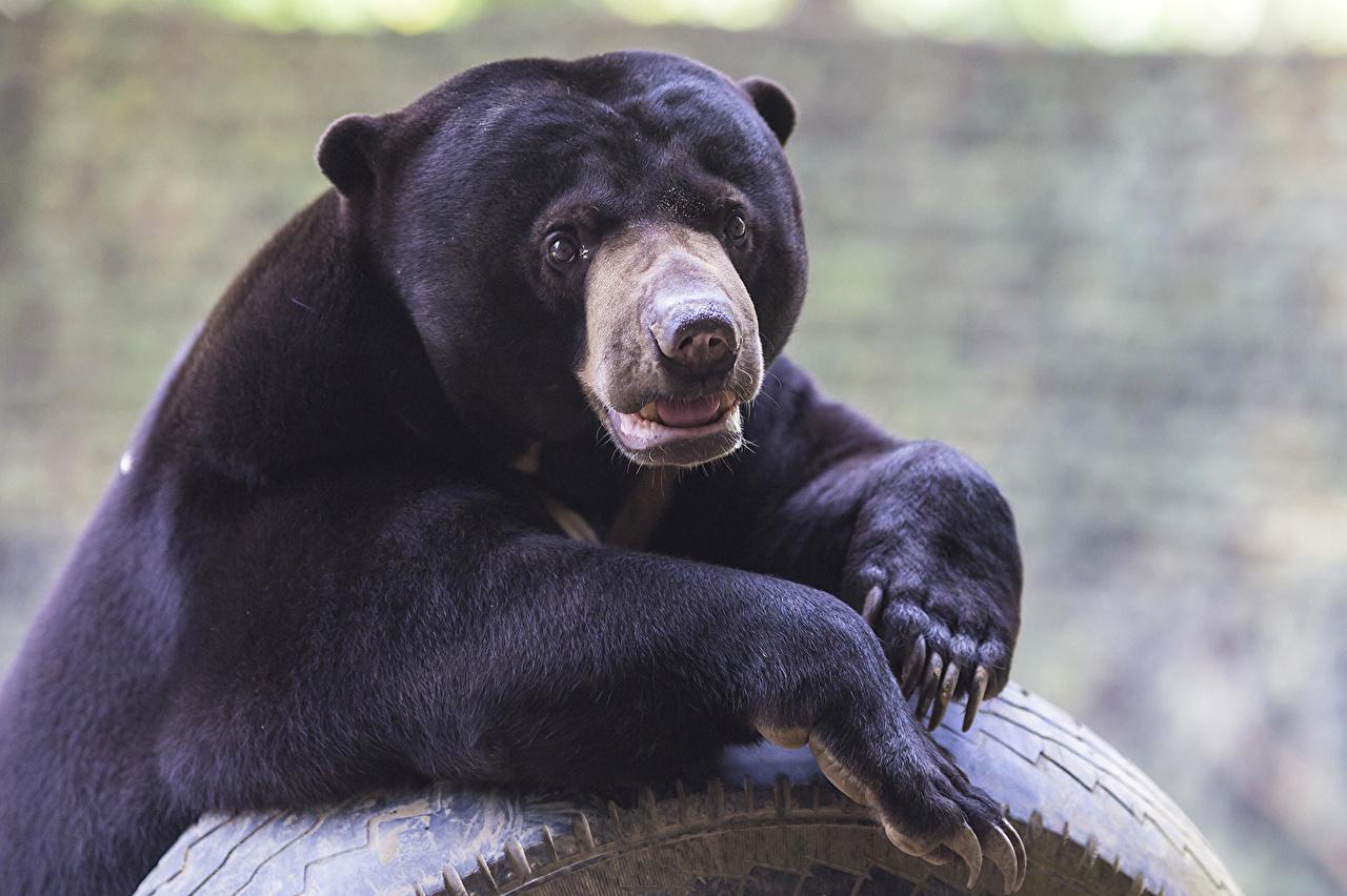 Desktop Wallpapers Grizzly Malayan bear animal Staring