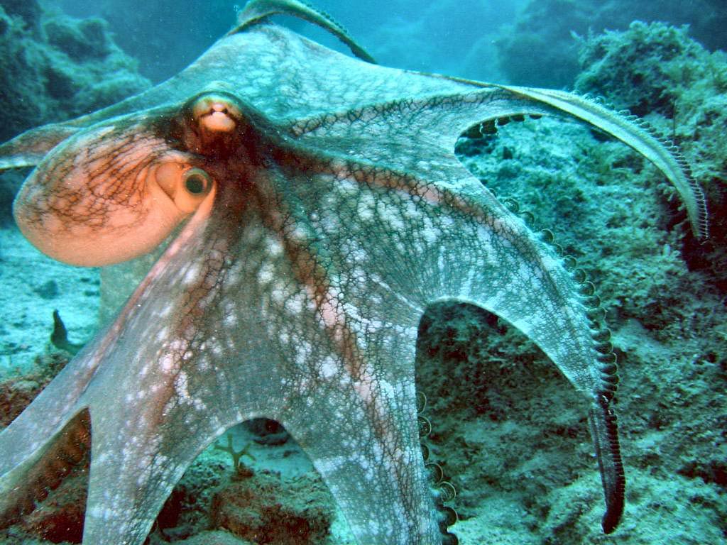 Octopus Wallpapers and Backgrounds