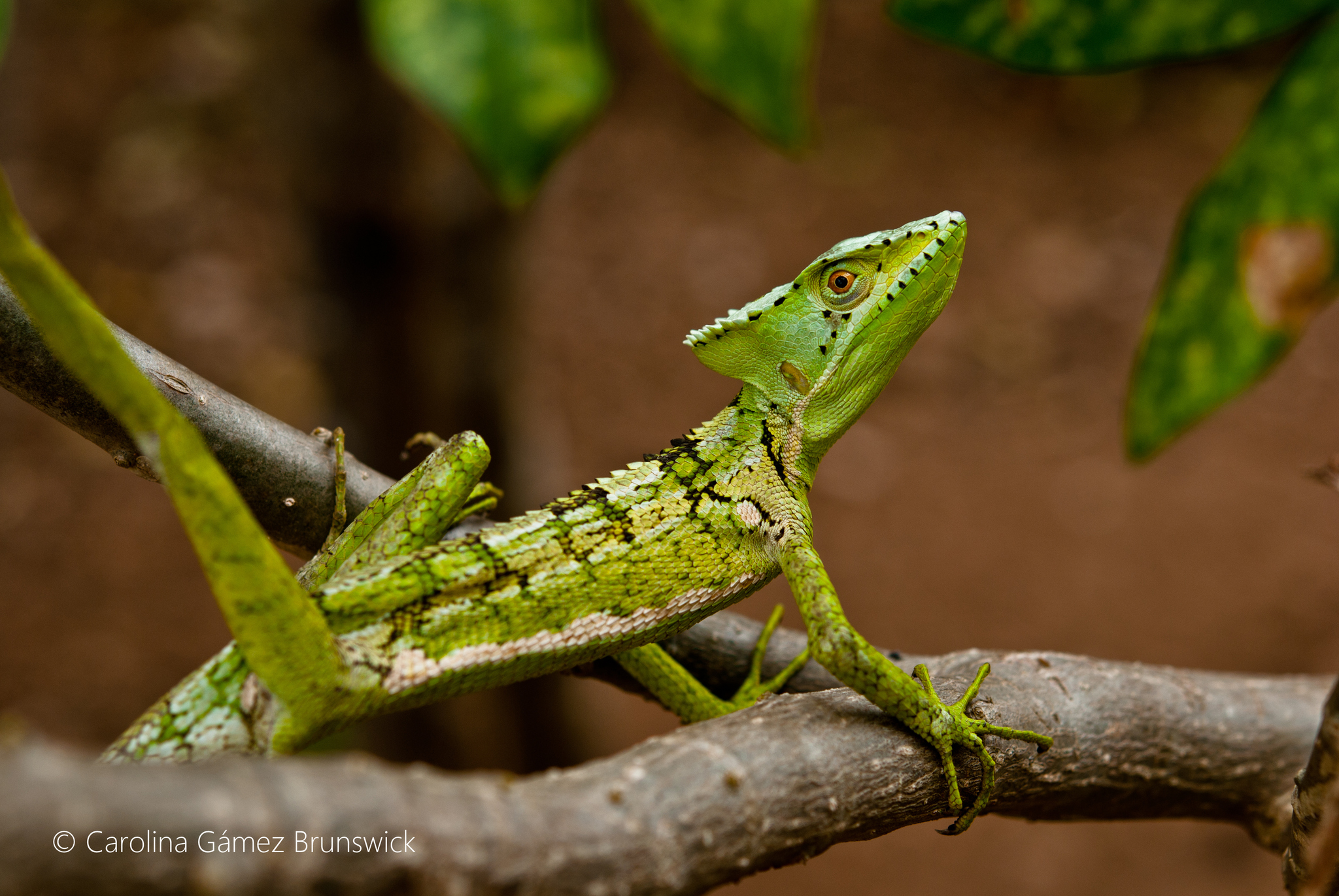 Photos of Serrated Casquehead Iguana