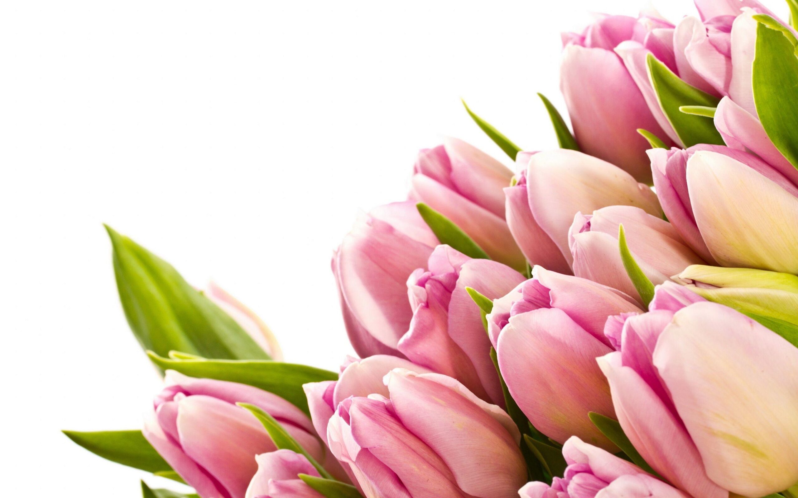 Beauty Tulip Flower Wallpapers Picture Wallpapers