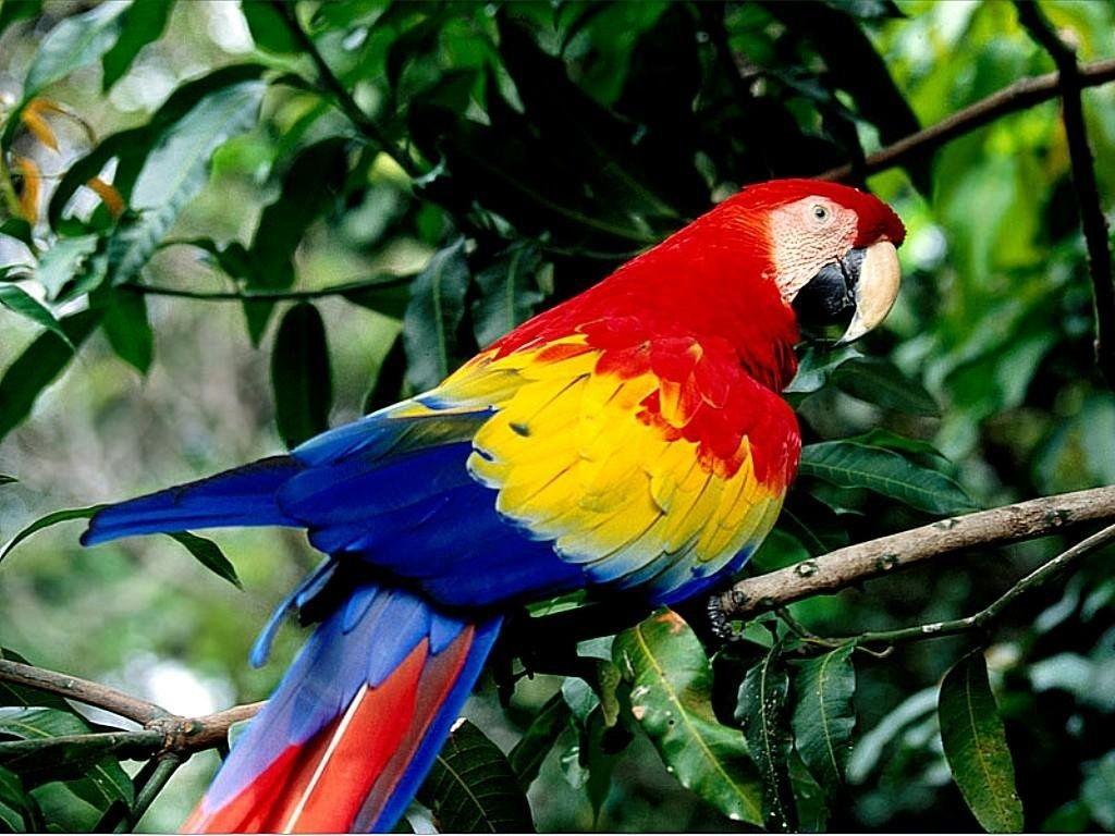 Nature Parrot Wallpapers in format for free download