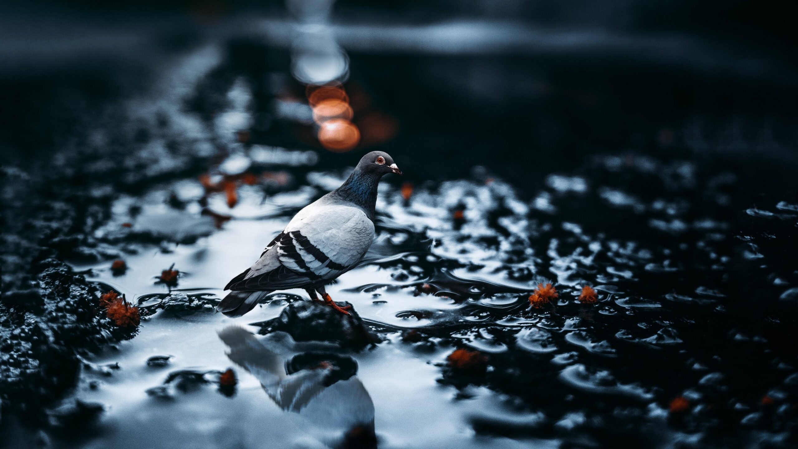 Pigeon In A Puddle 4K UltraHD Wallpapers