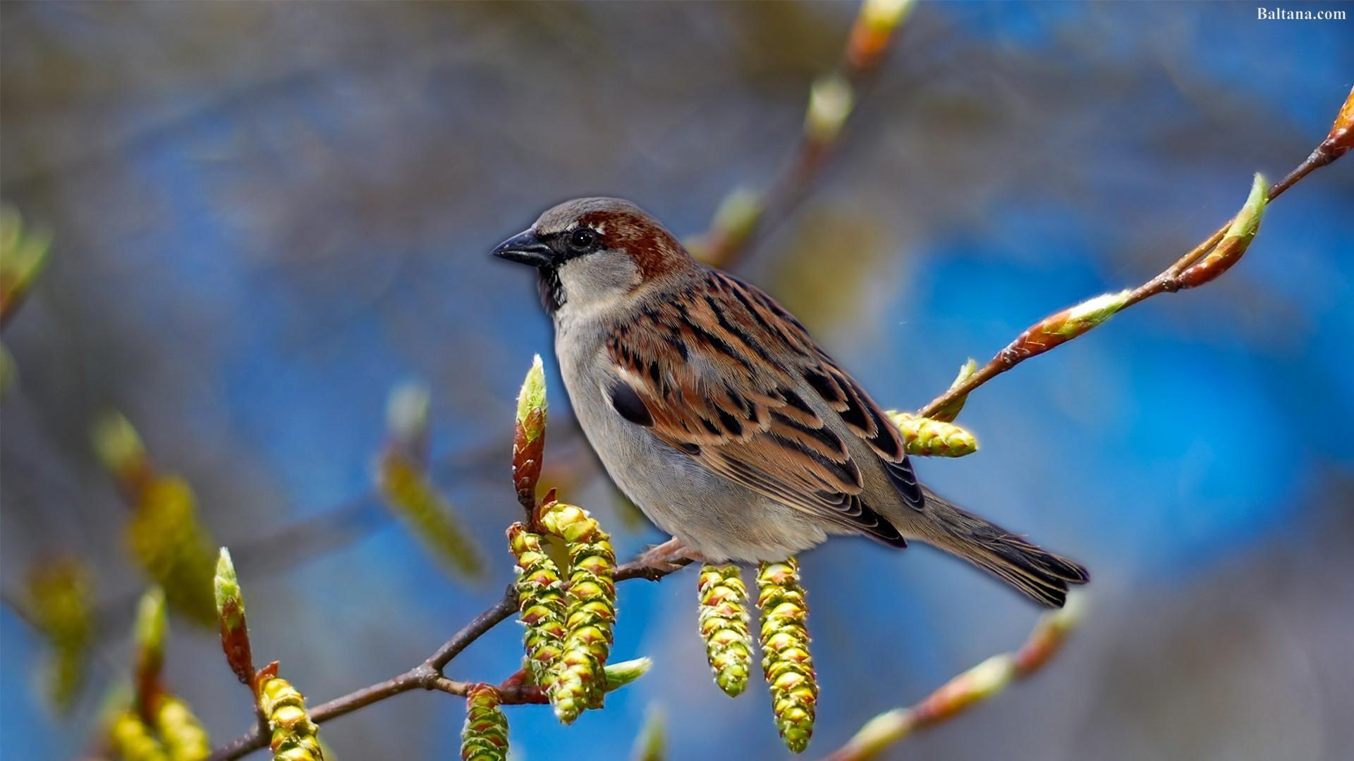 Sparrow Best HD Wallpapers 31913