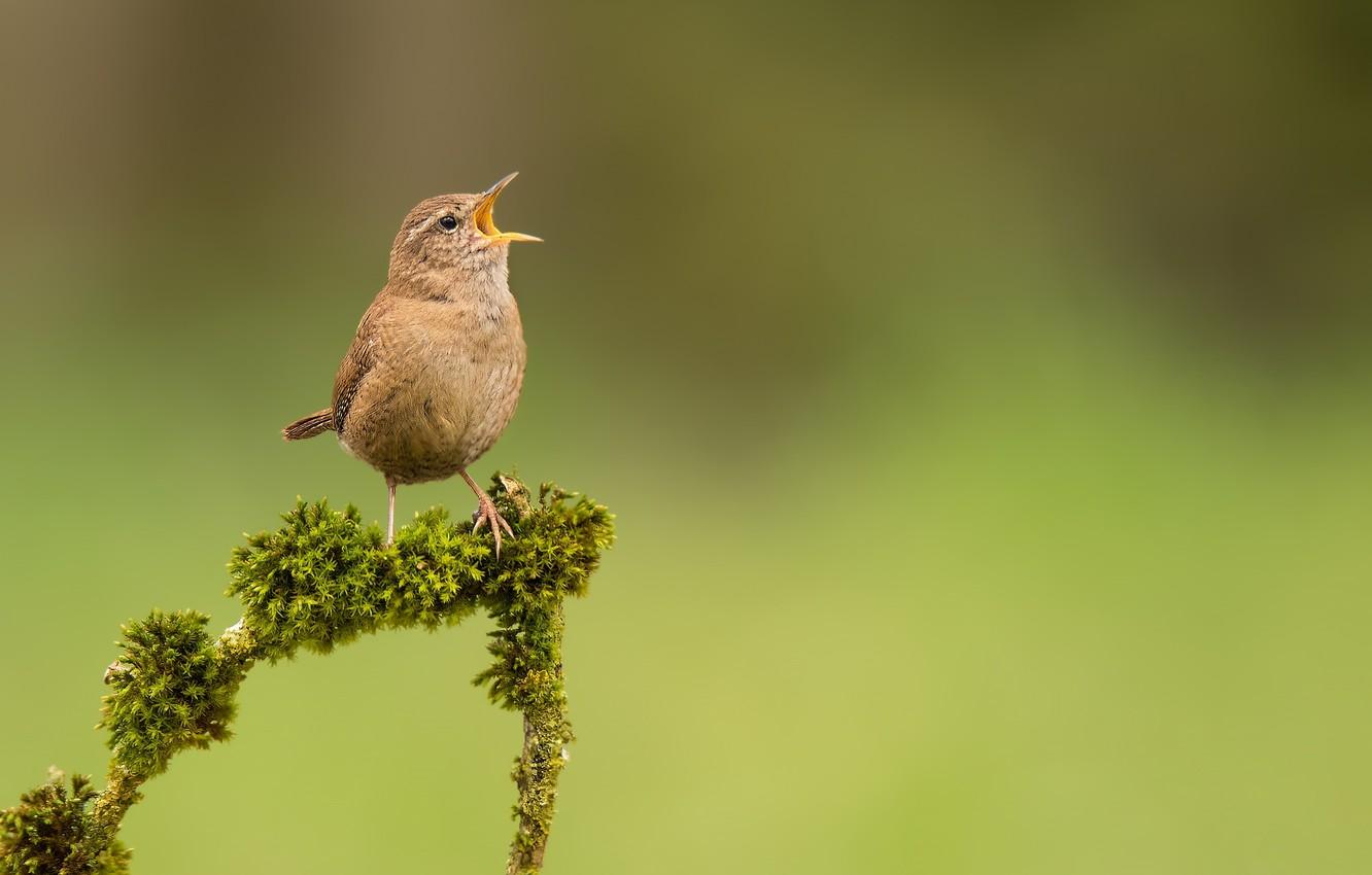 Wallpapers bird, moss, branch, bird, Wren image for desktop