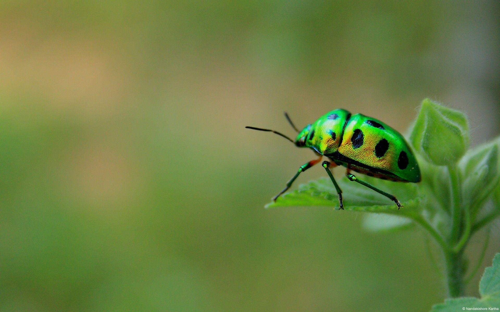 Nature insects leaves beetles