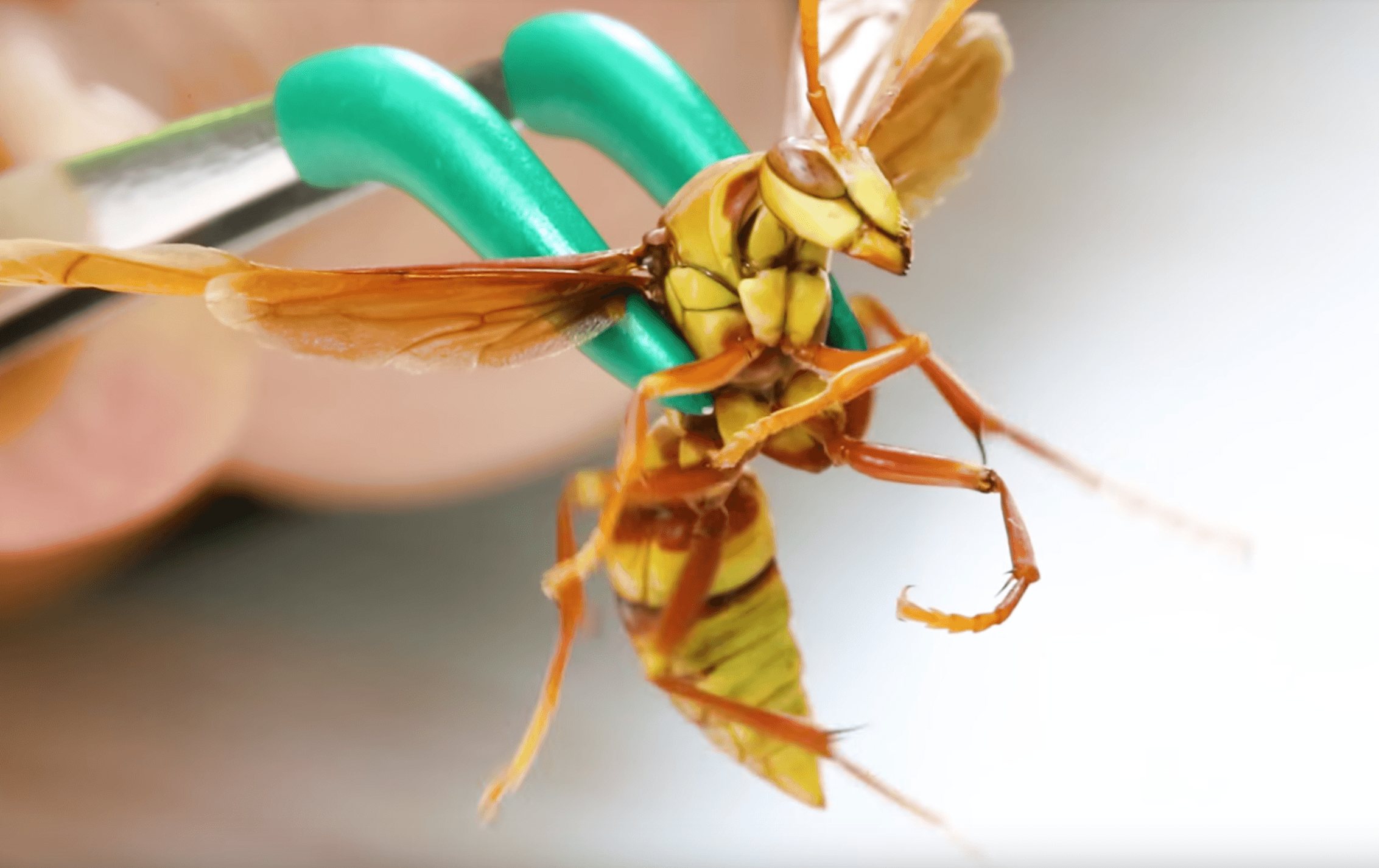 Executioner wasp