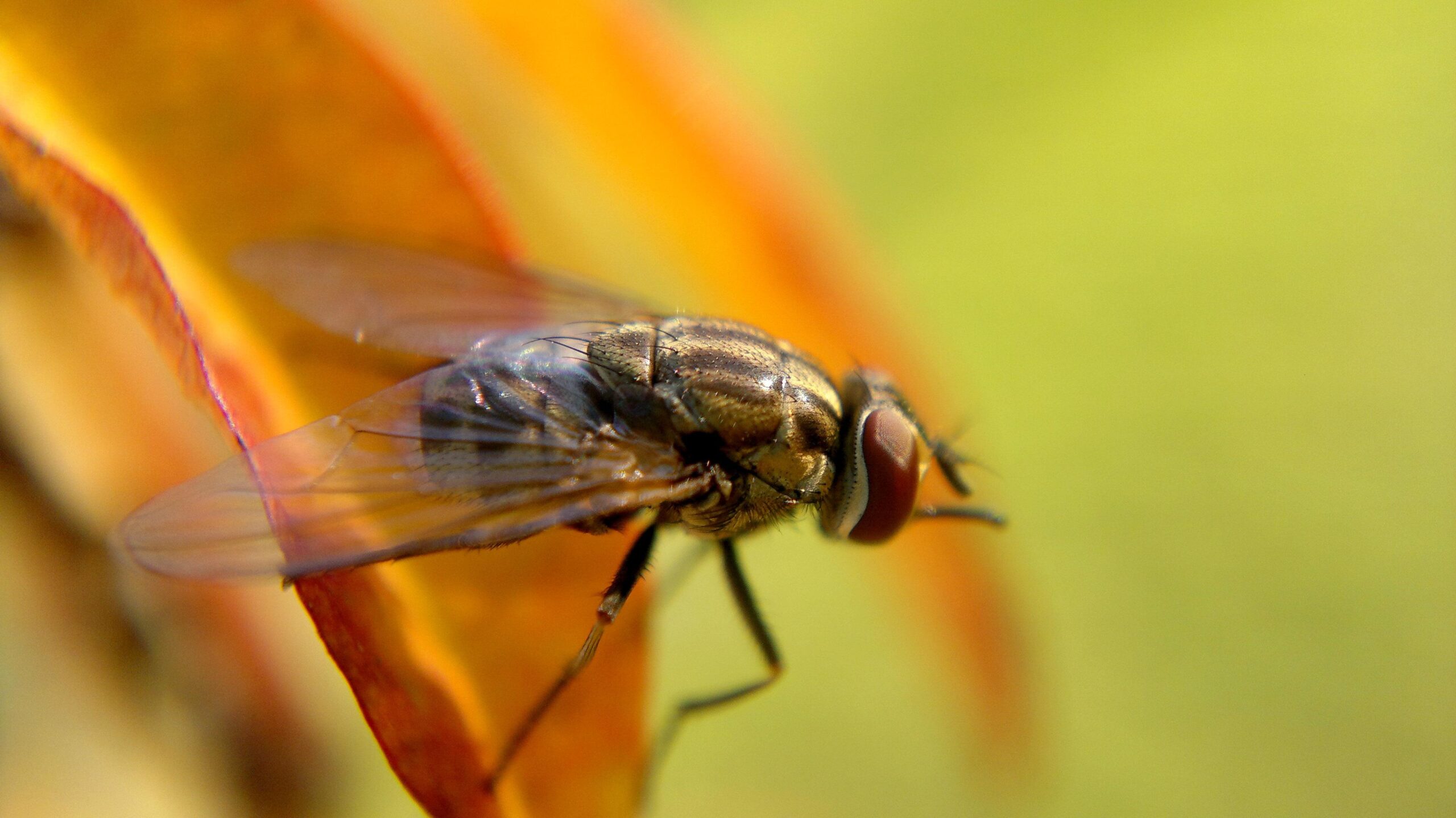 Common House fly perched on brown leaf, mosca HD wallpapers