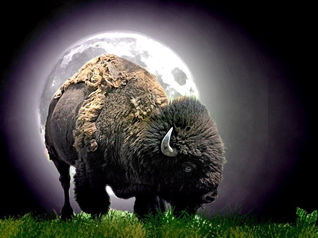 Native American Buffalo Wallpapers