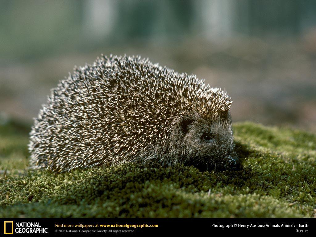 Hedgehog Picture, Hedgehog Desktop Wallpaper, Free Wallpapers