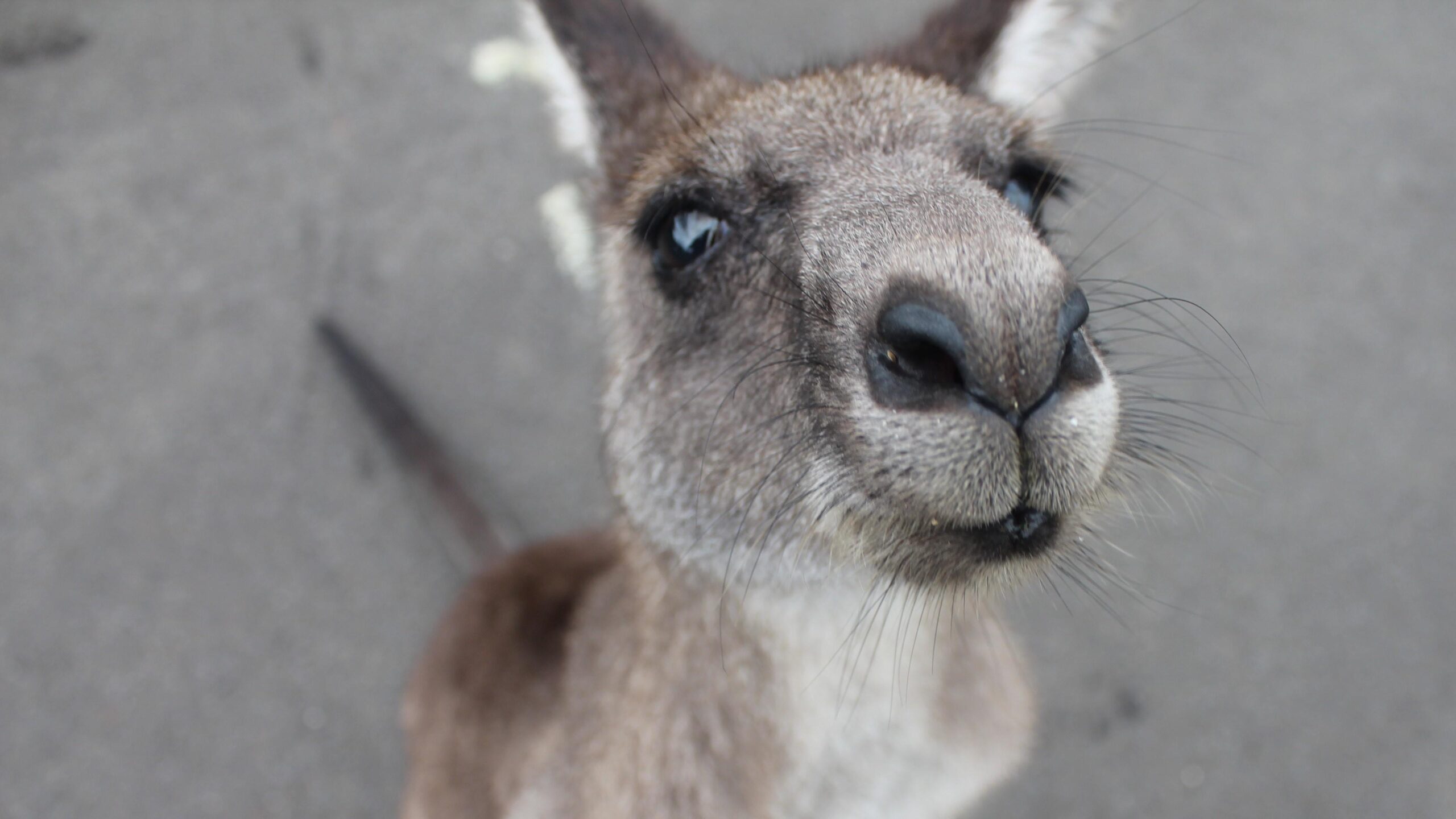 Baby Kangaroo Face 4K Wallpapers