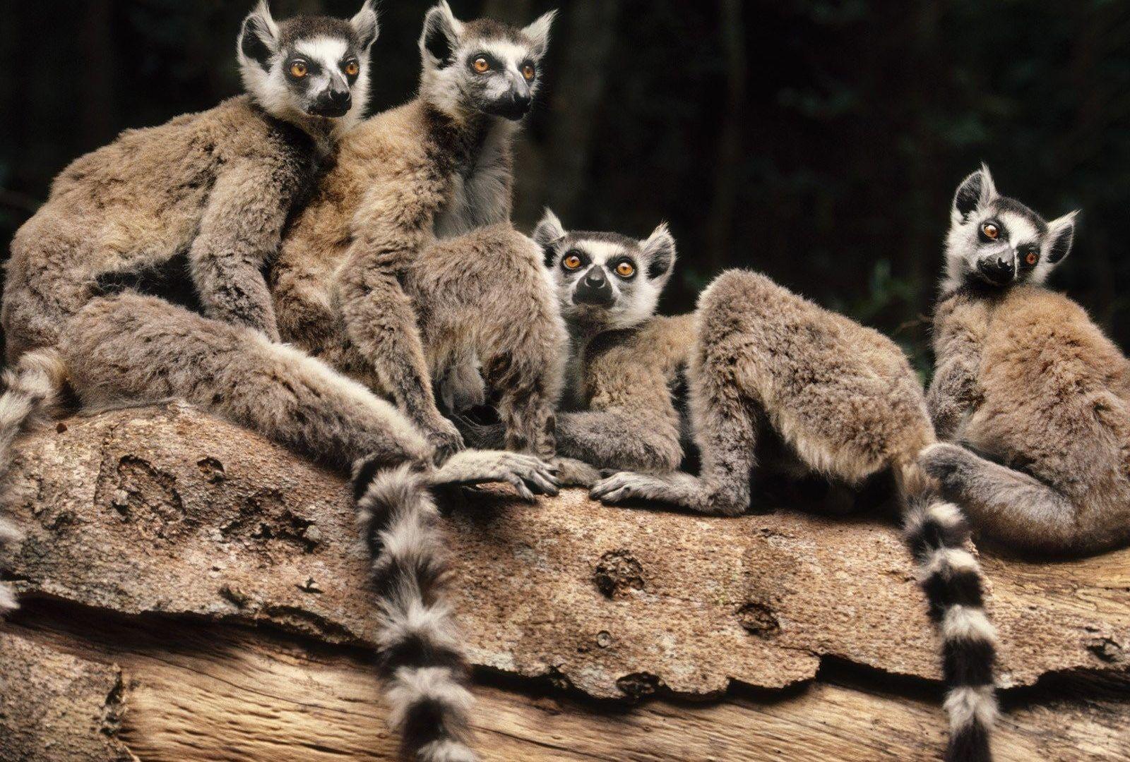 Lemurs Tag wallpapers: Lemurs Family Little Baby Wallpapers Of