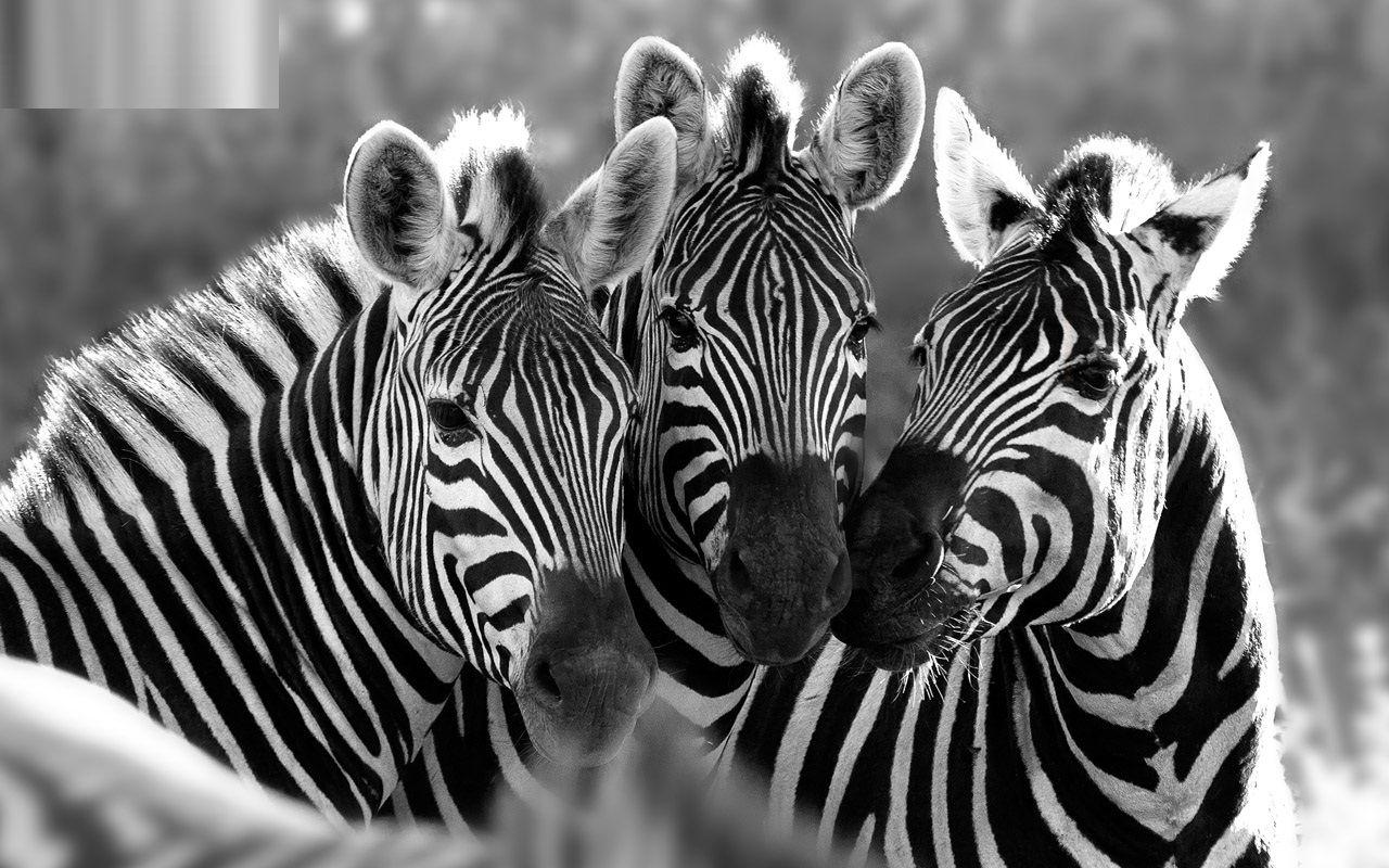 Stunning zebra hd free wallpapers download