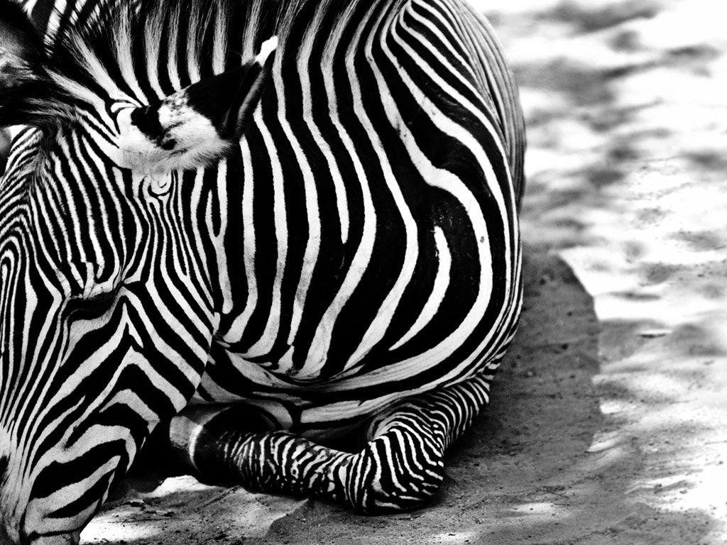 Zebra Wallpapers High Quality HD 17923