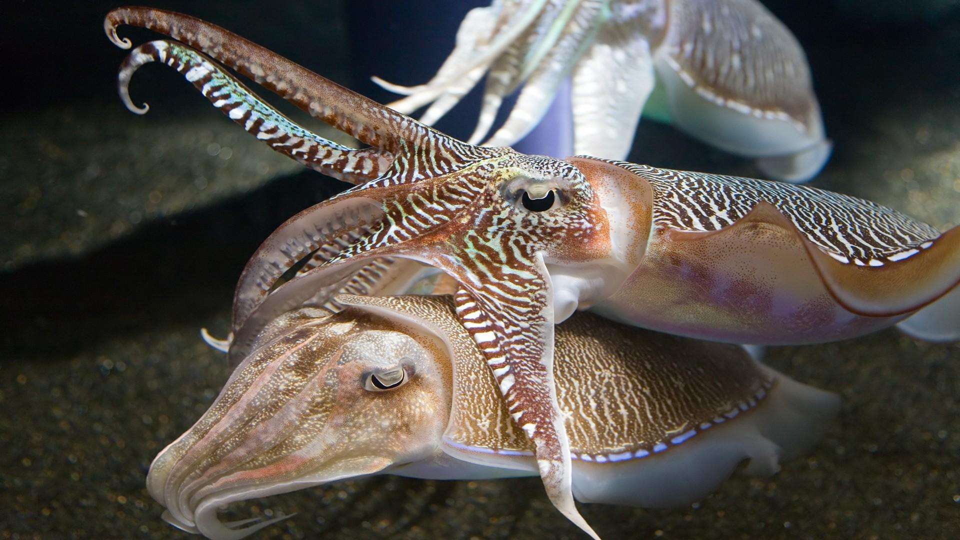 Cuttlefish Desktop Wallpapers Hd 8429 : Wallpapers13