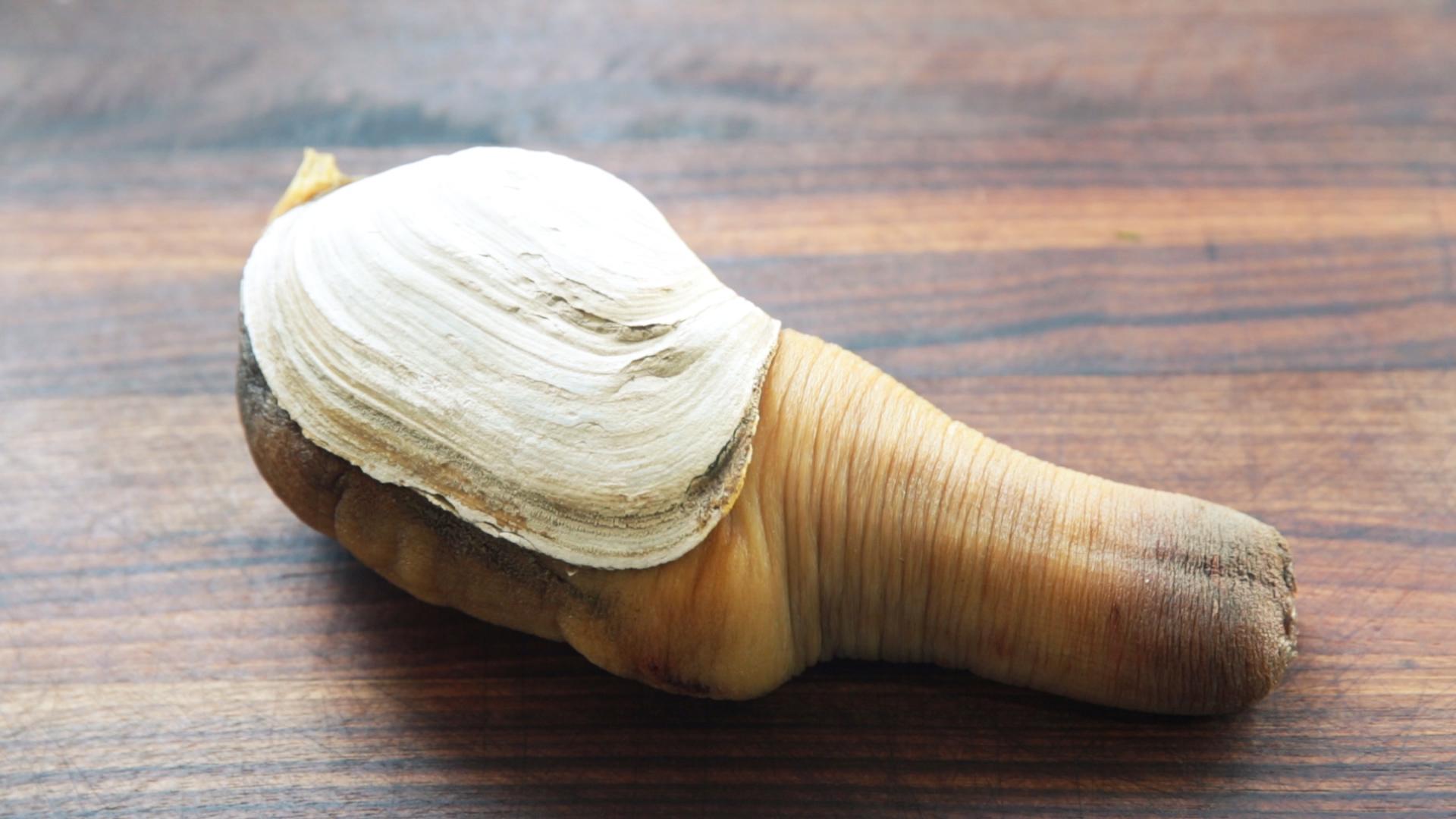 Cleaning Geoduck