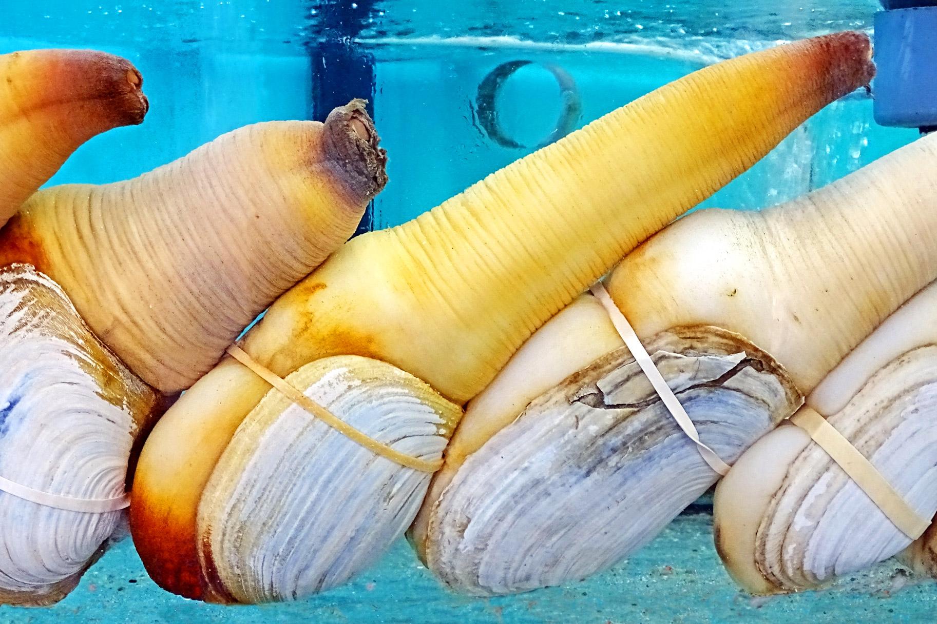 What Is Geoduck How to Prepare Cook Phallic Clam