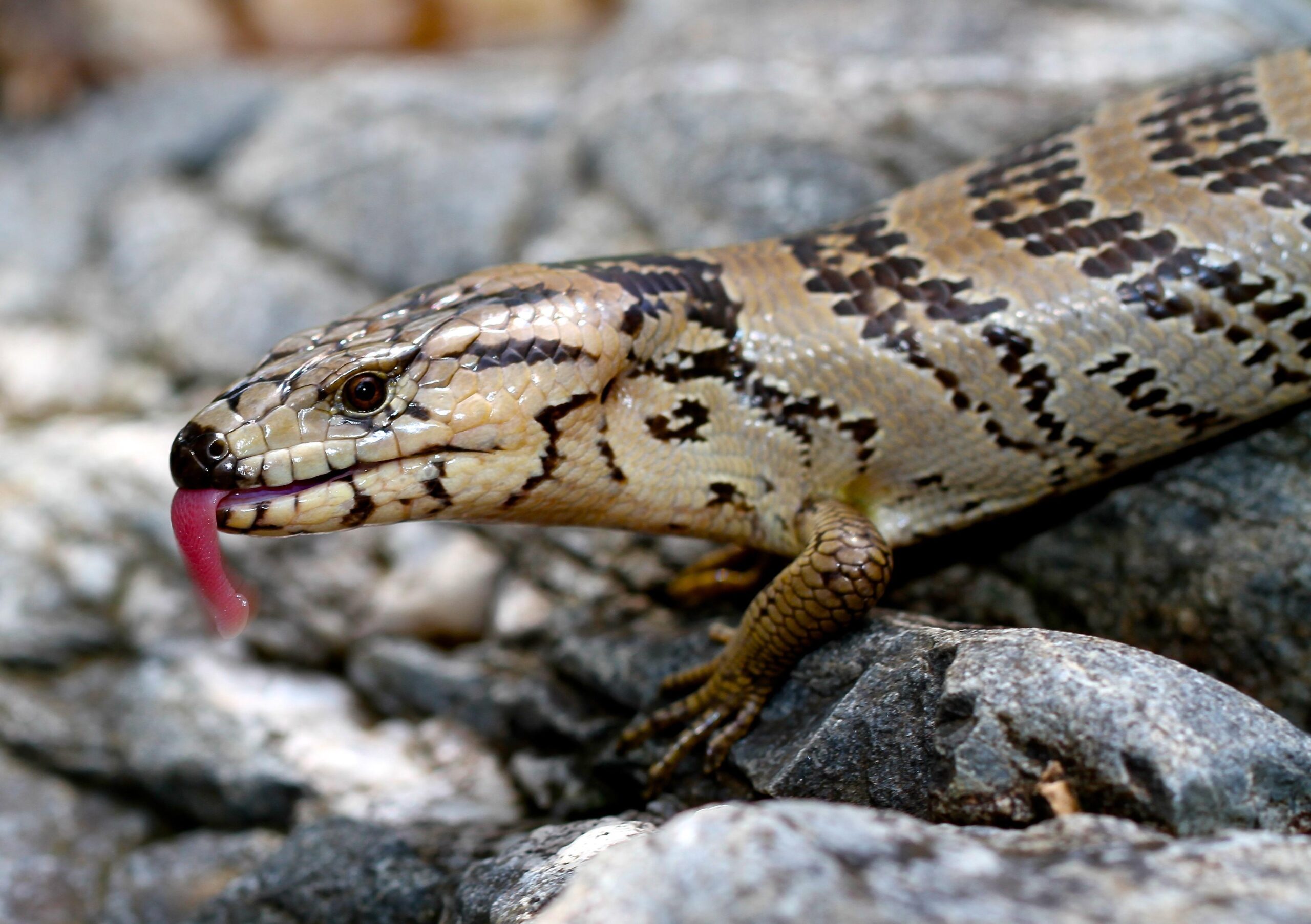 blue tongue skink backgrounds