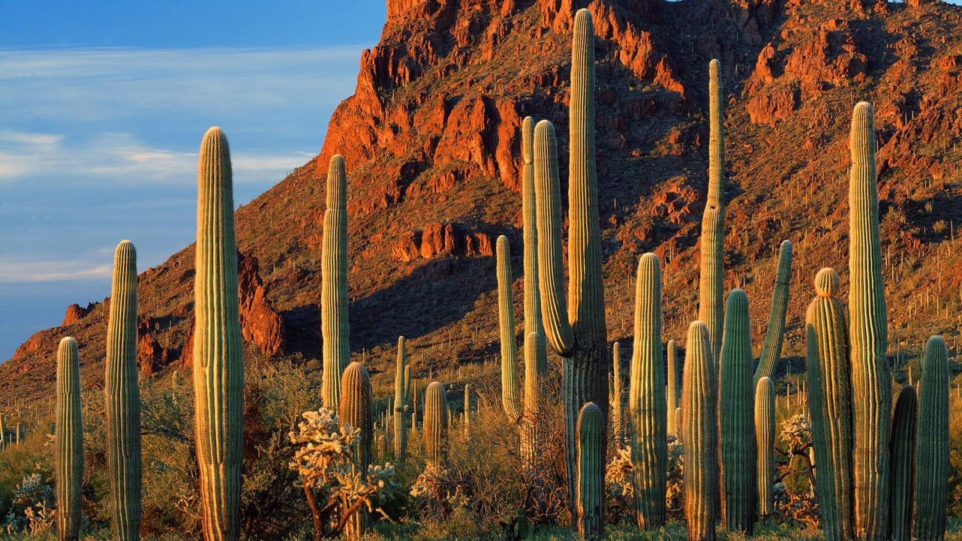 Organ pipe cactus np arizona wallpapers