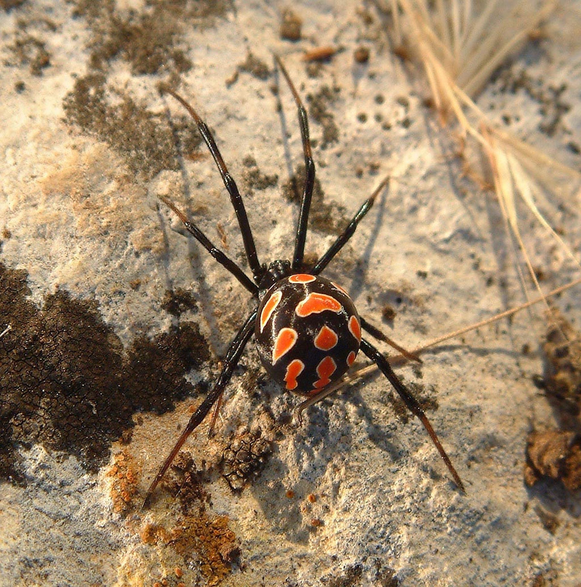 Black Widow Spider on Gray Cement Wall · Free Stock Photo