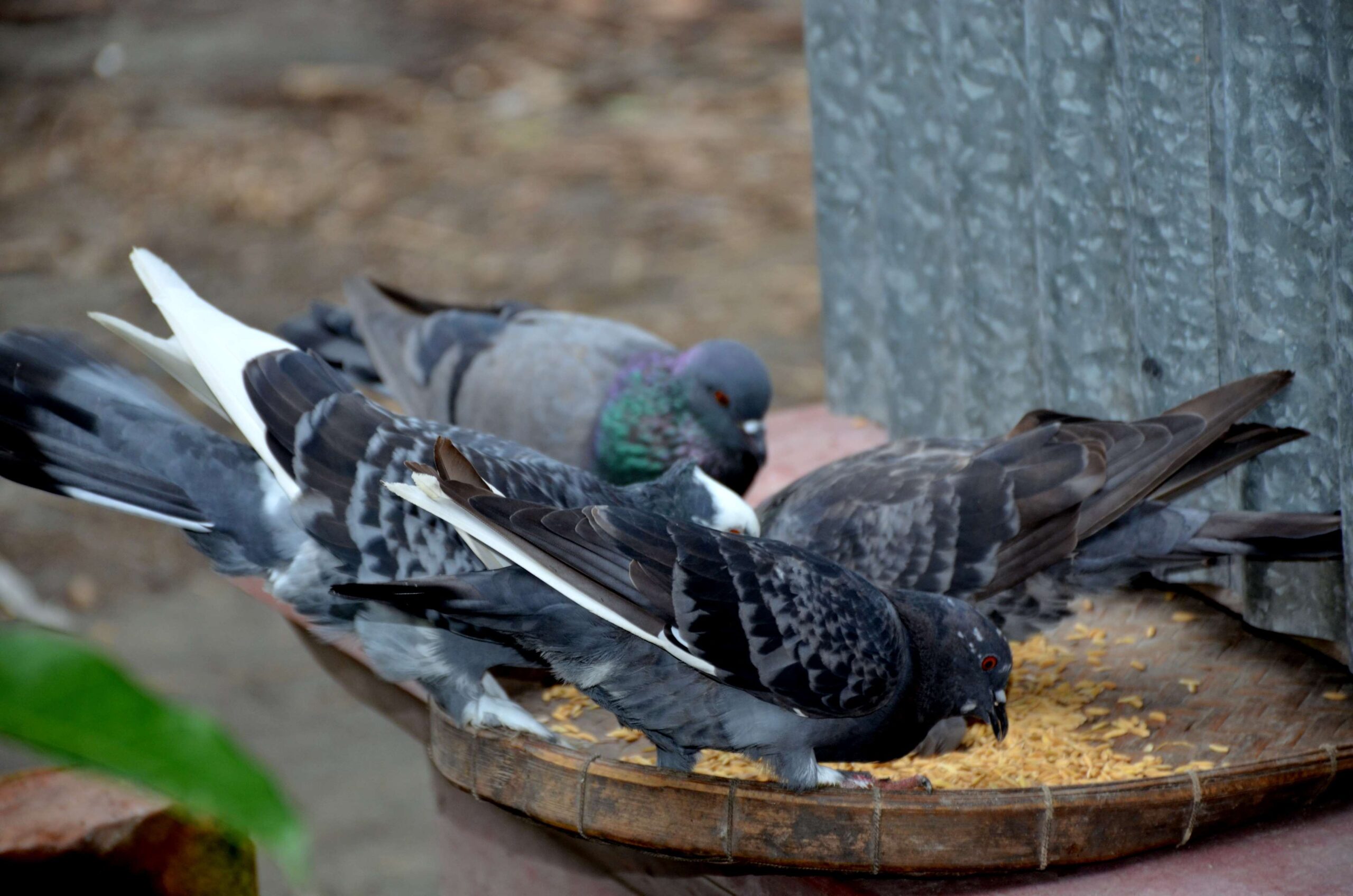 Rock Dove, Download Wallpapers on Jakpost.travel