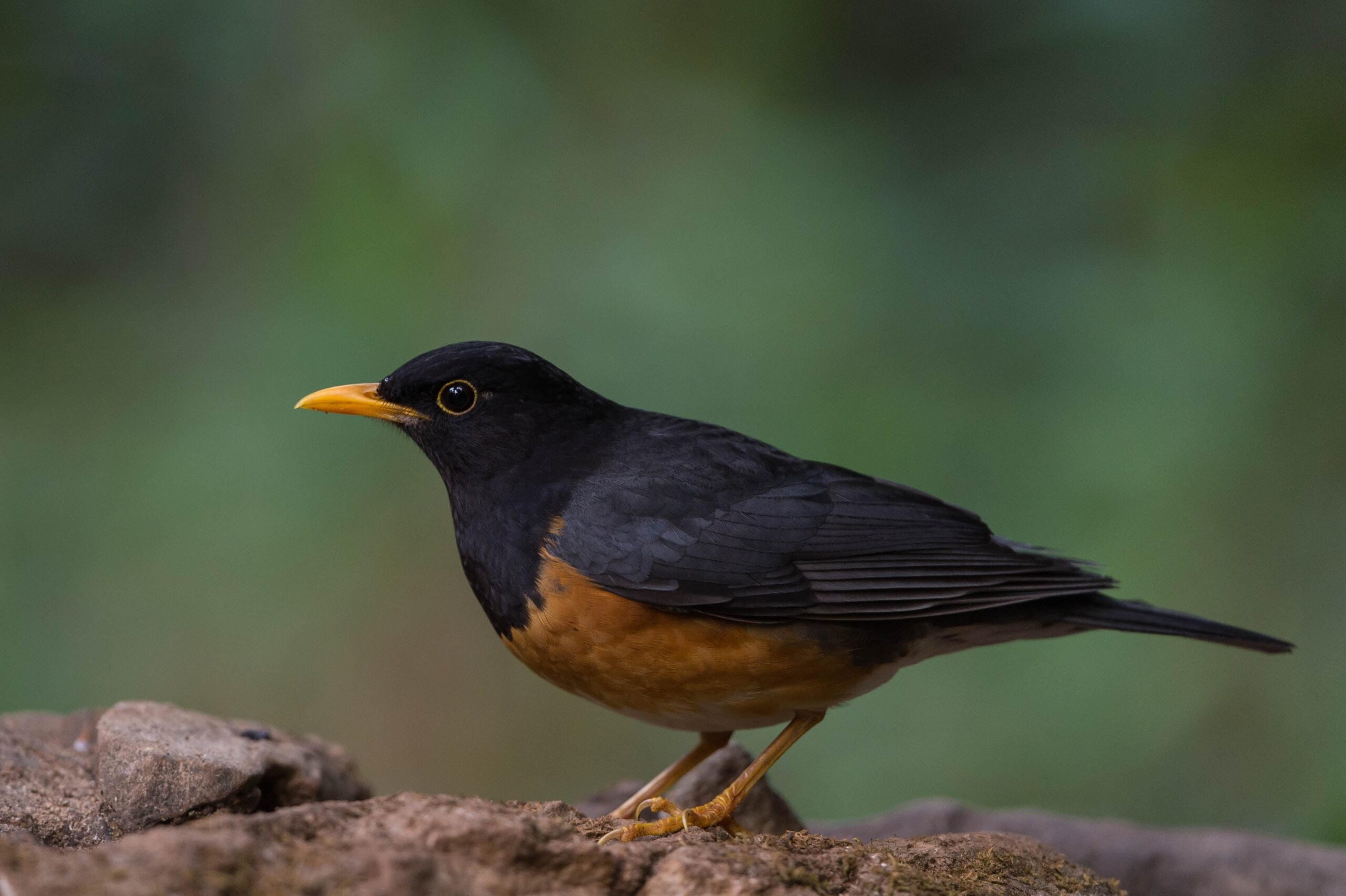 Brown and black bird, thrush HD wallpapers