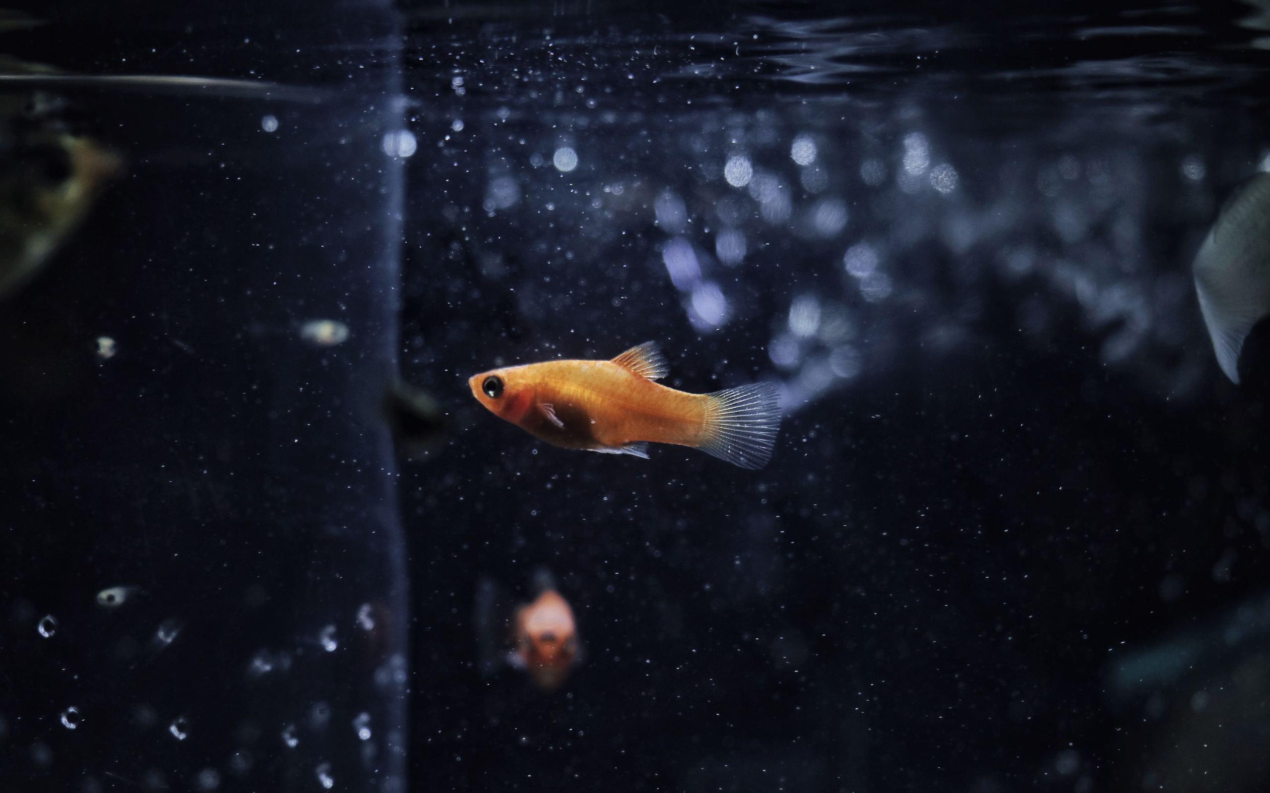 Goldfish Resolution HD 4k Wallpapers, Image