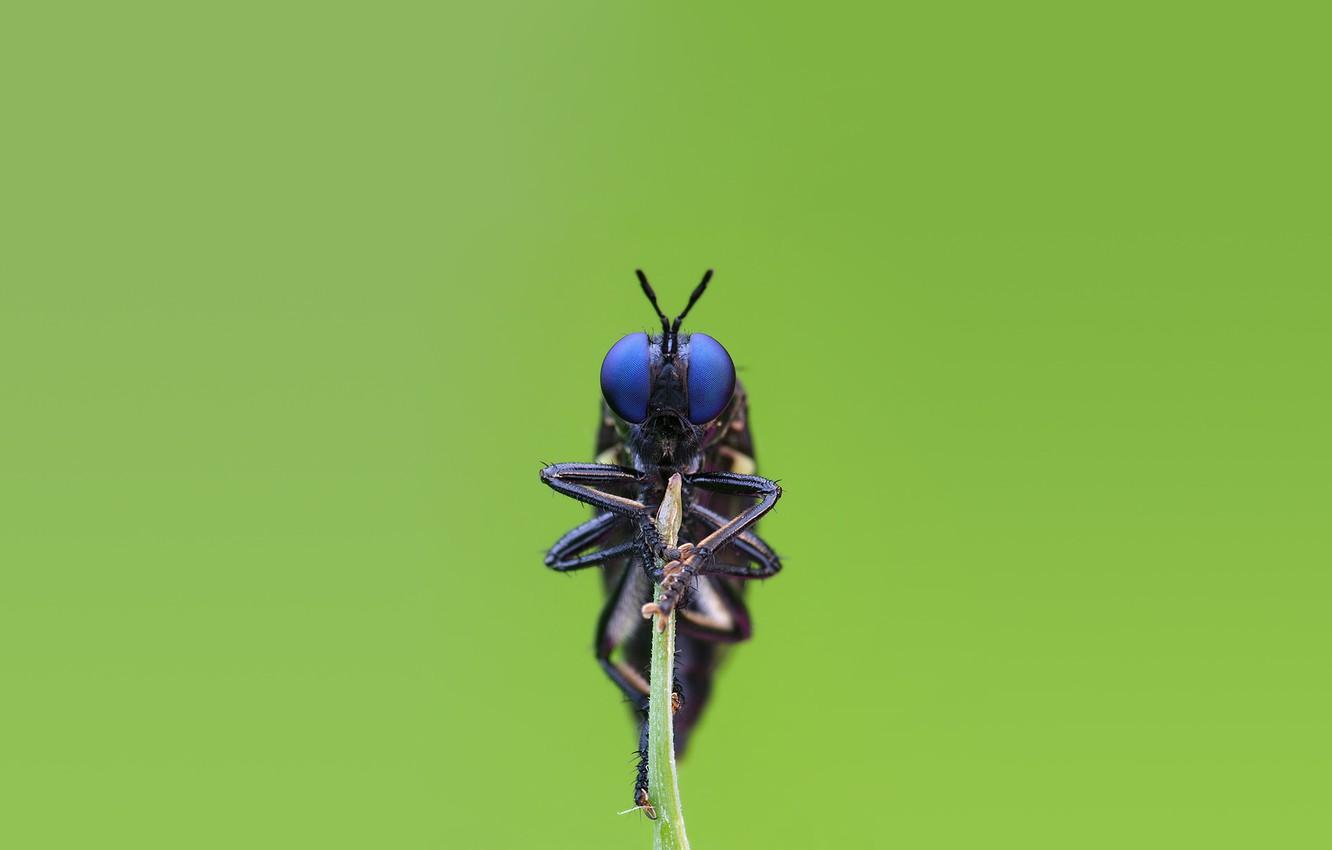 Wallpapers eyes, macro, fly, insect, sitting, fly, stem