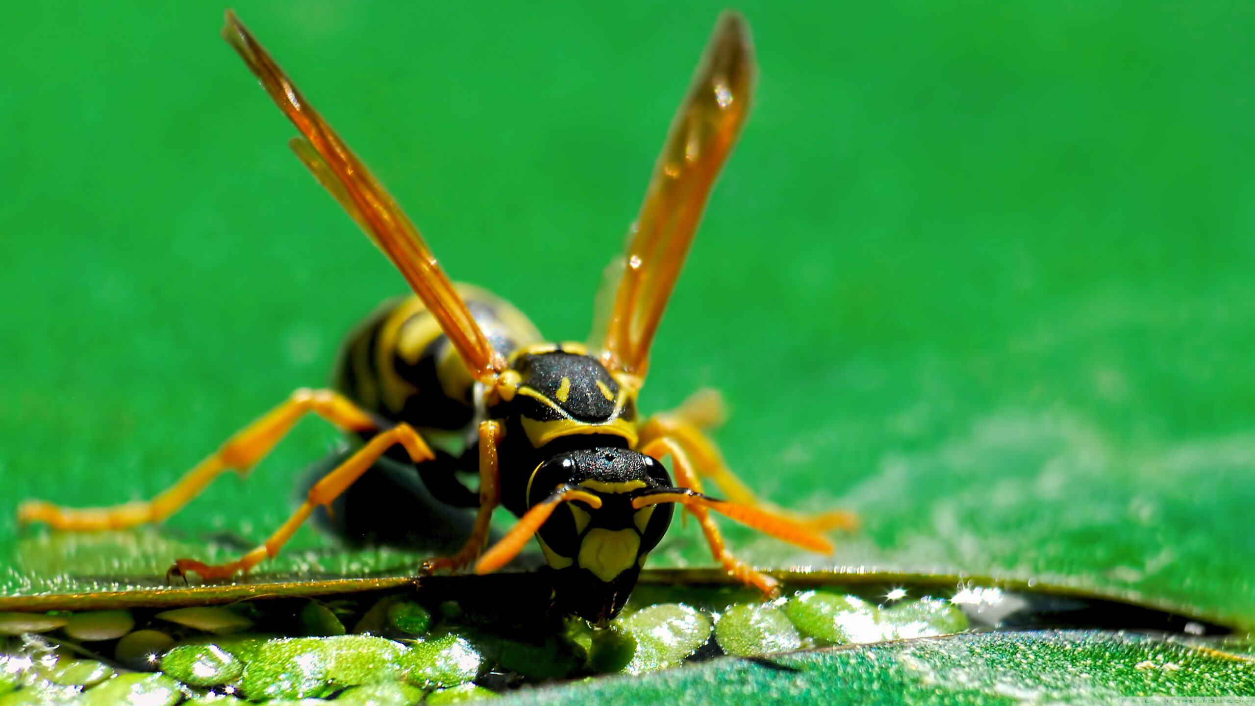 Wasp Ultra HD Desktop Backgrounds Wallpapers for 4K UHD TV