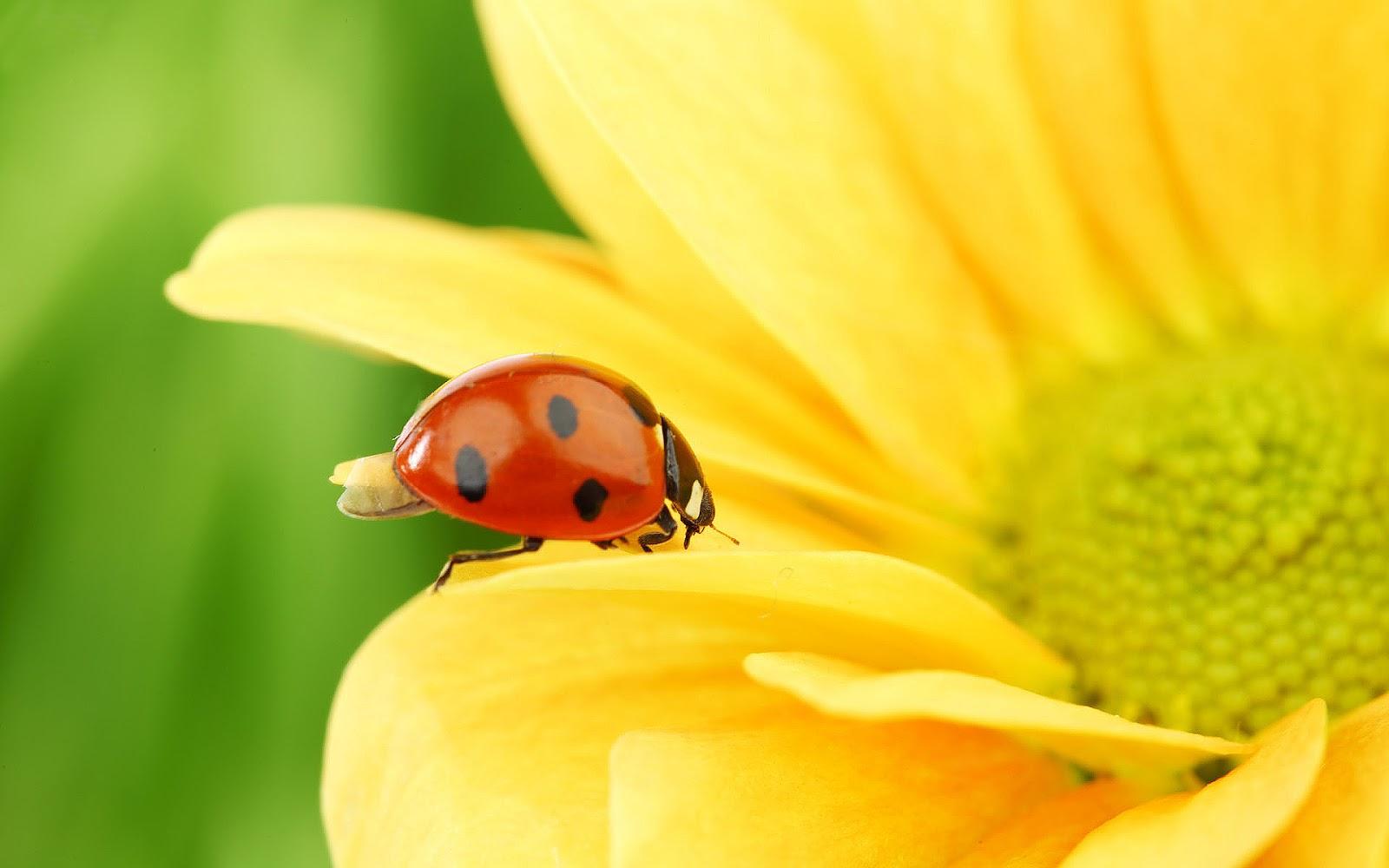 Tempest Reborn: HD Ladybugs Wallpapers and Photos