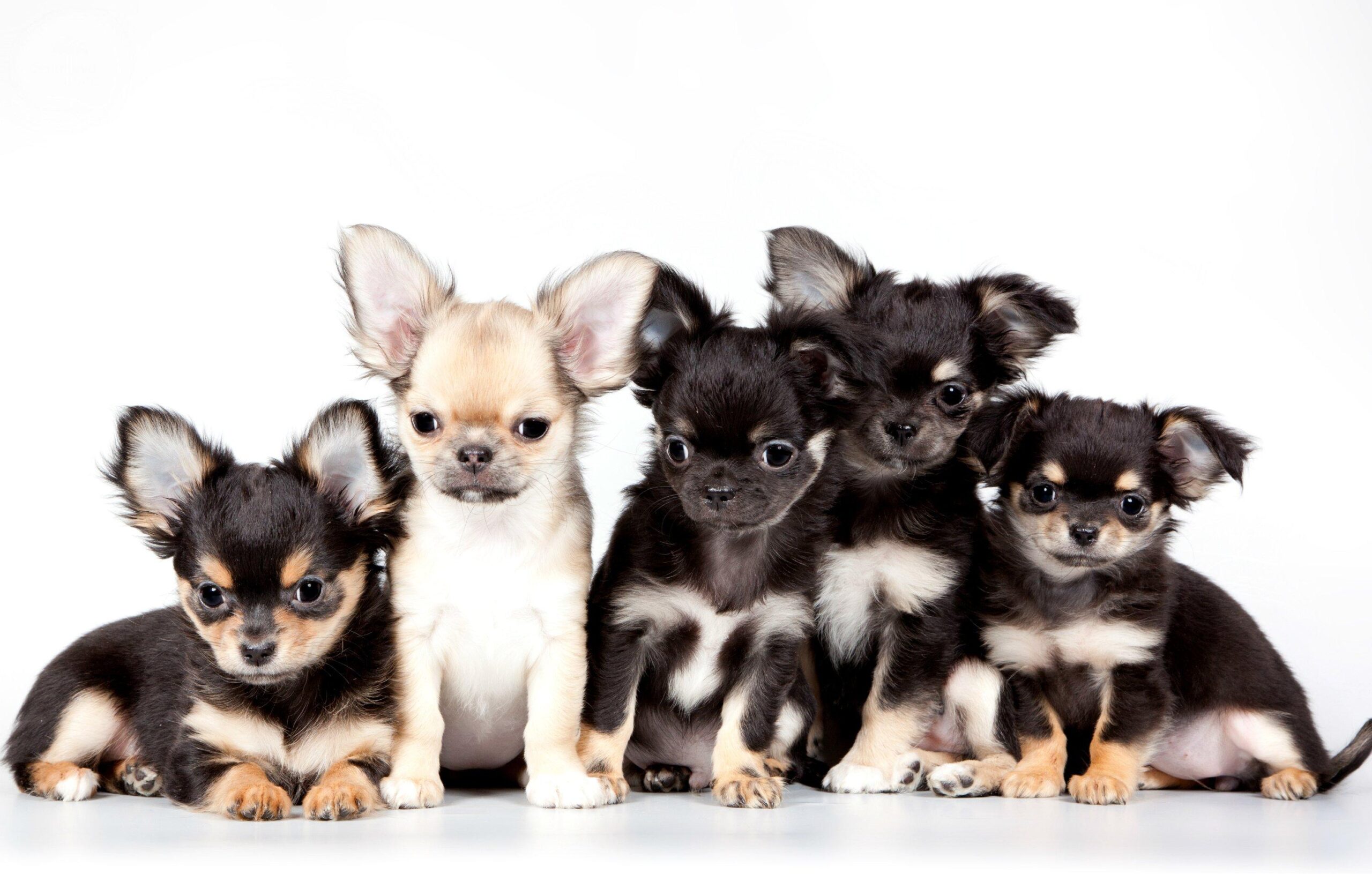 Meaningful Chihuahua Wallpaper, 1122926 by Latisha Creek