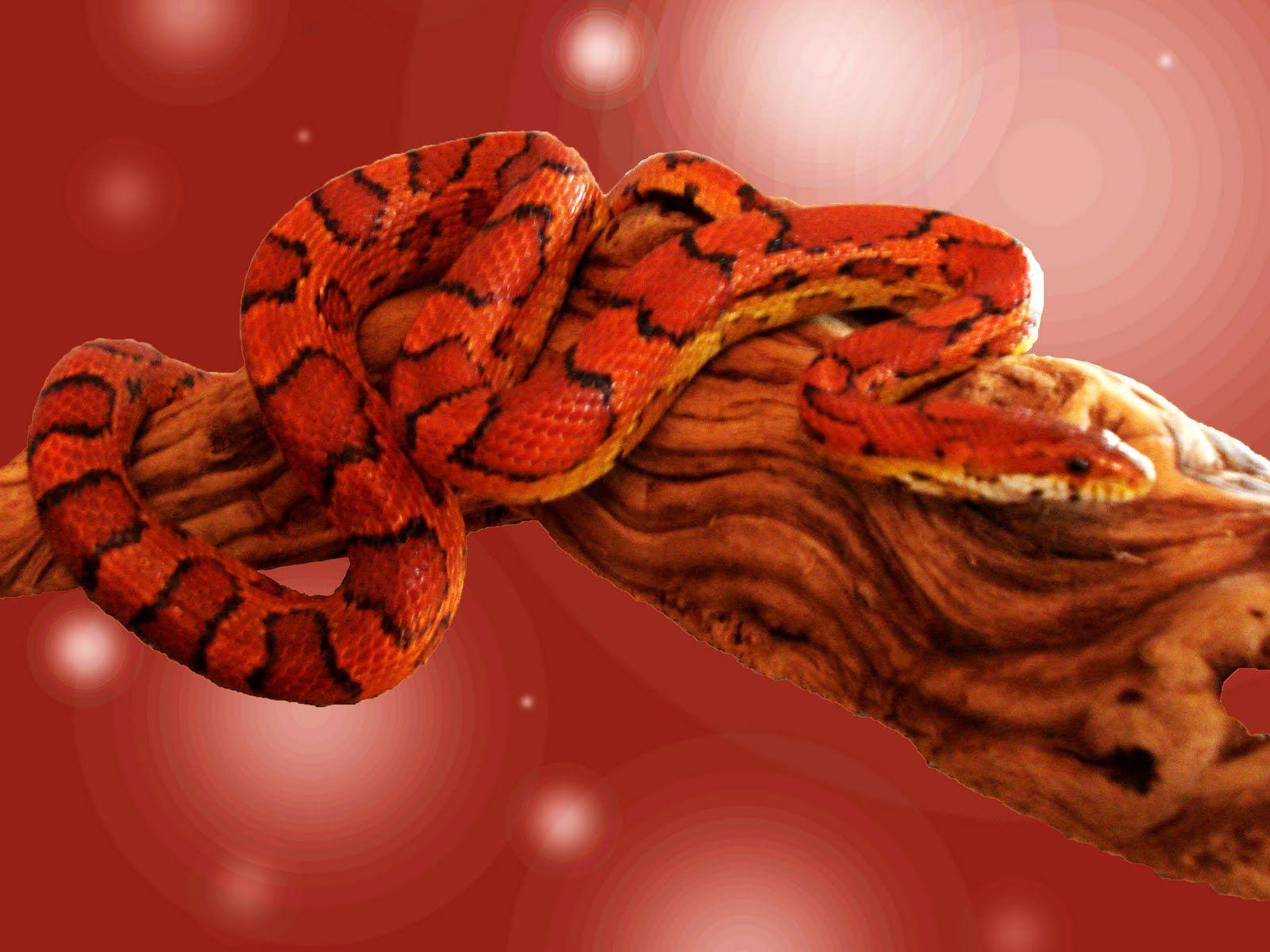 Exotic Snake HD Wallpapers