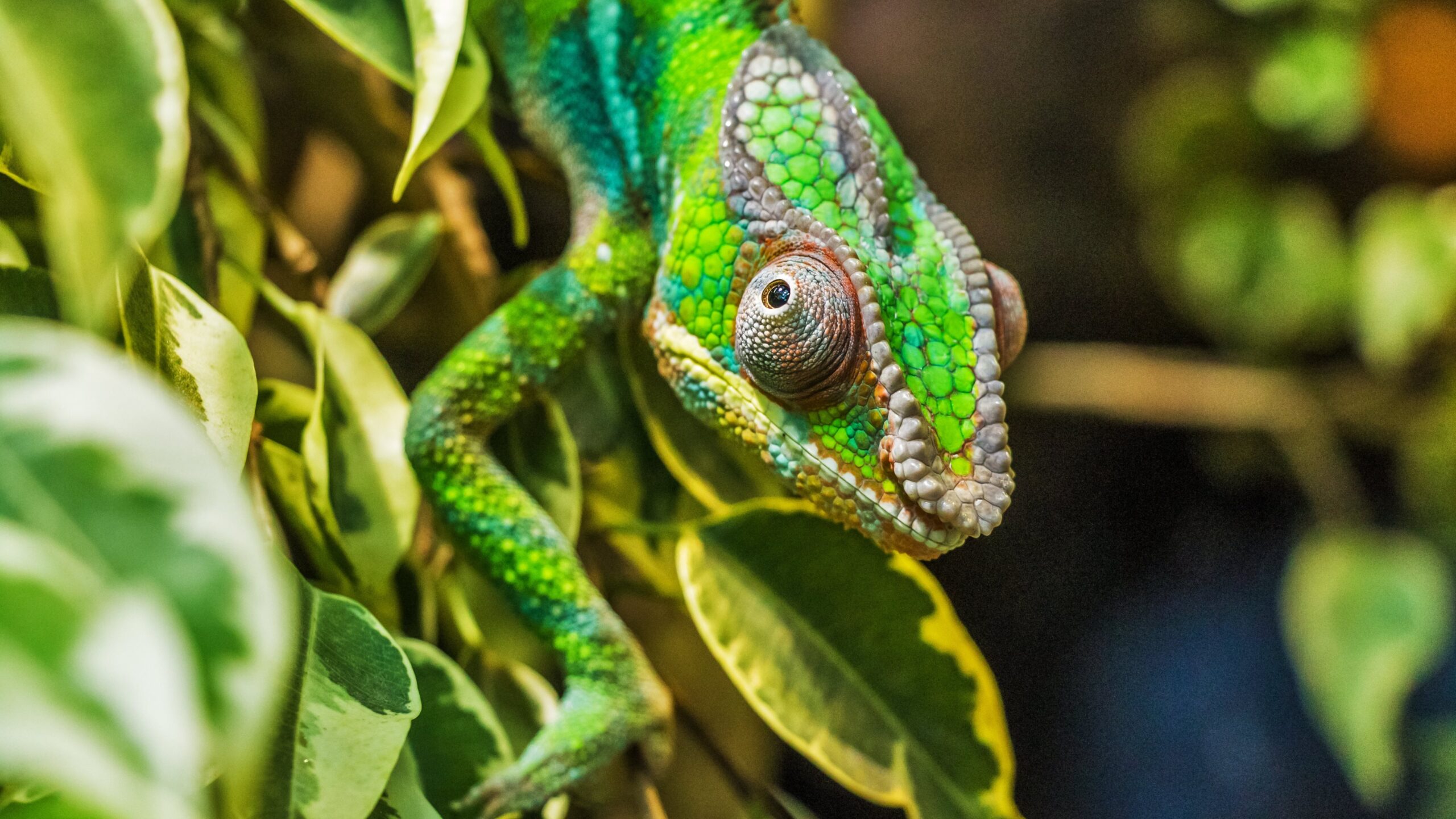 Chameleon Wallpapers, Pictures, Image